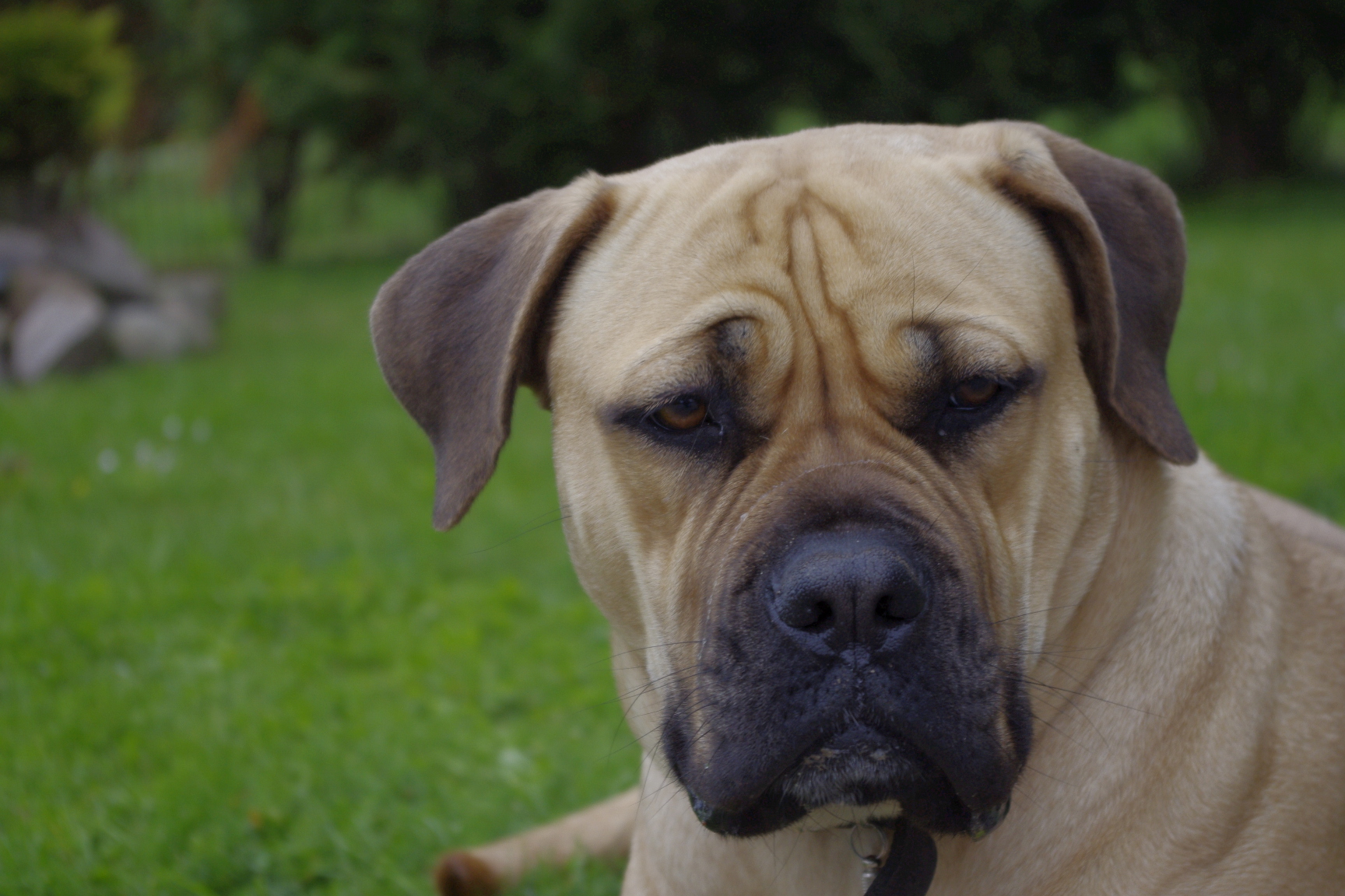 Boerboel Pics Wallpapers