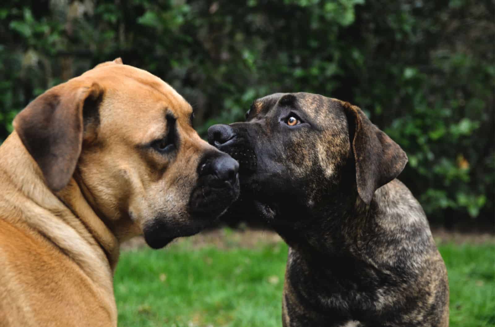 Boerboel Pics Wallpapers