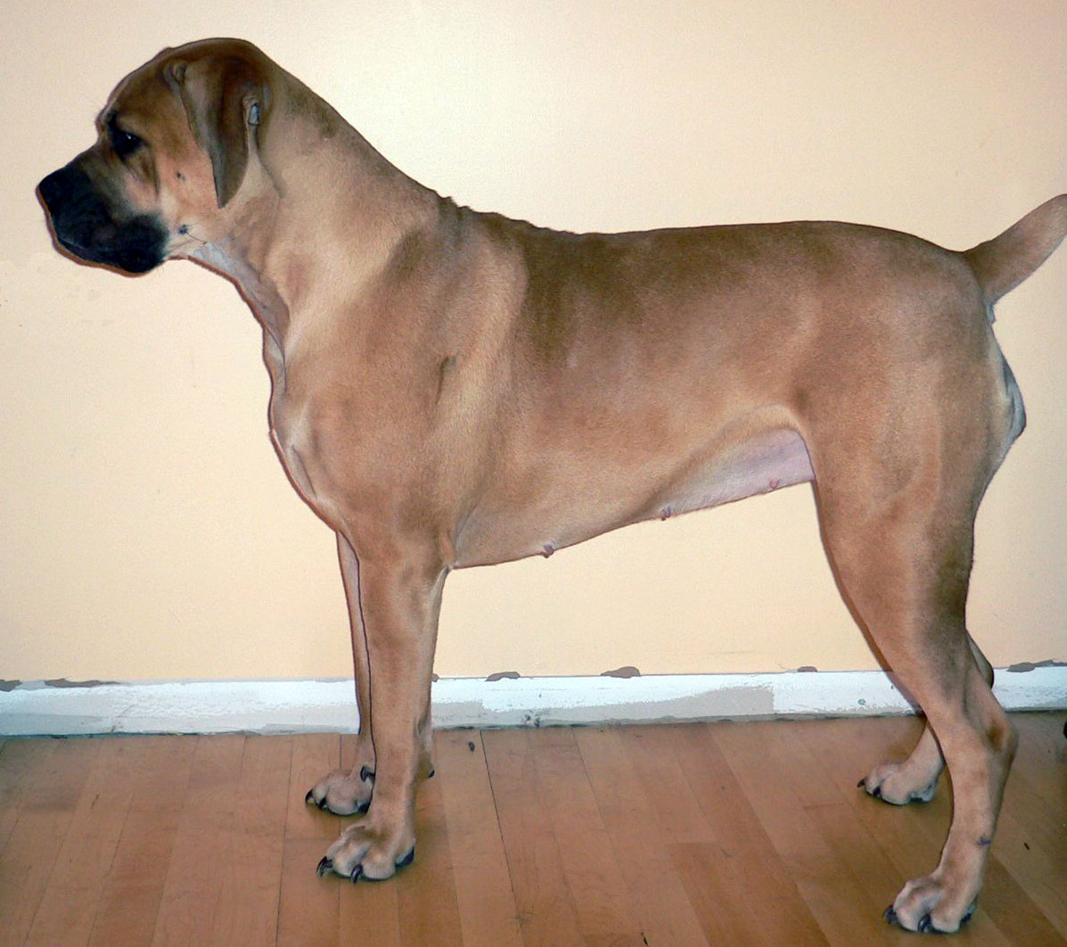 Boerboel Pics Wallpapers