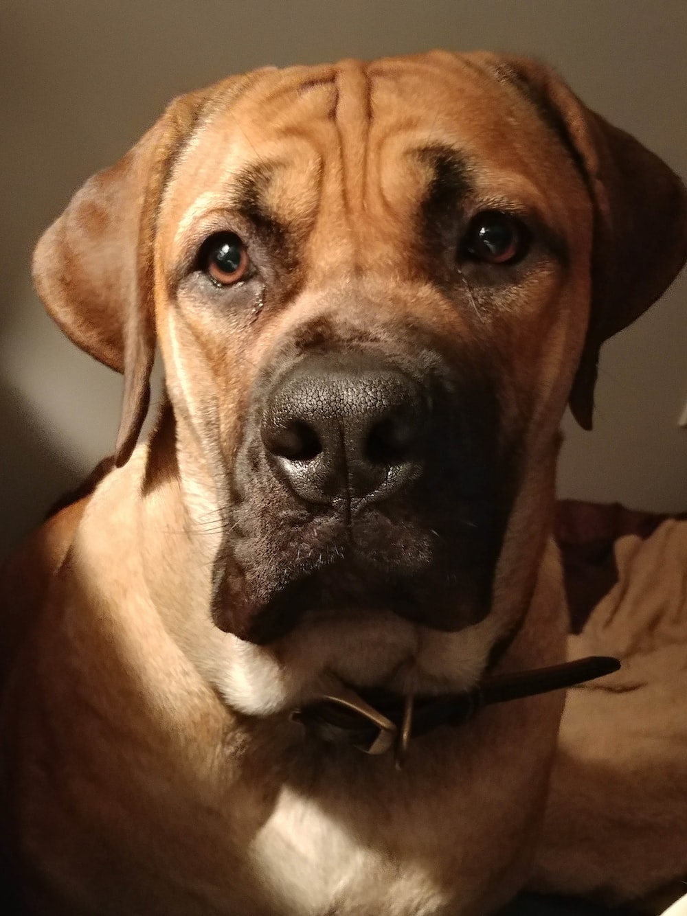 Boerboel Pics Wallpapers