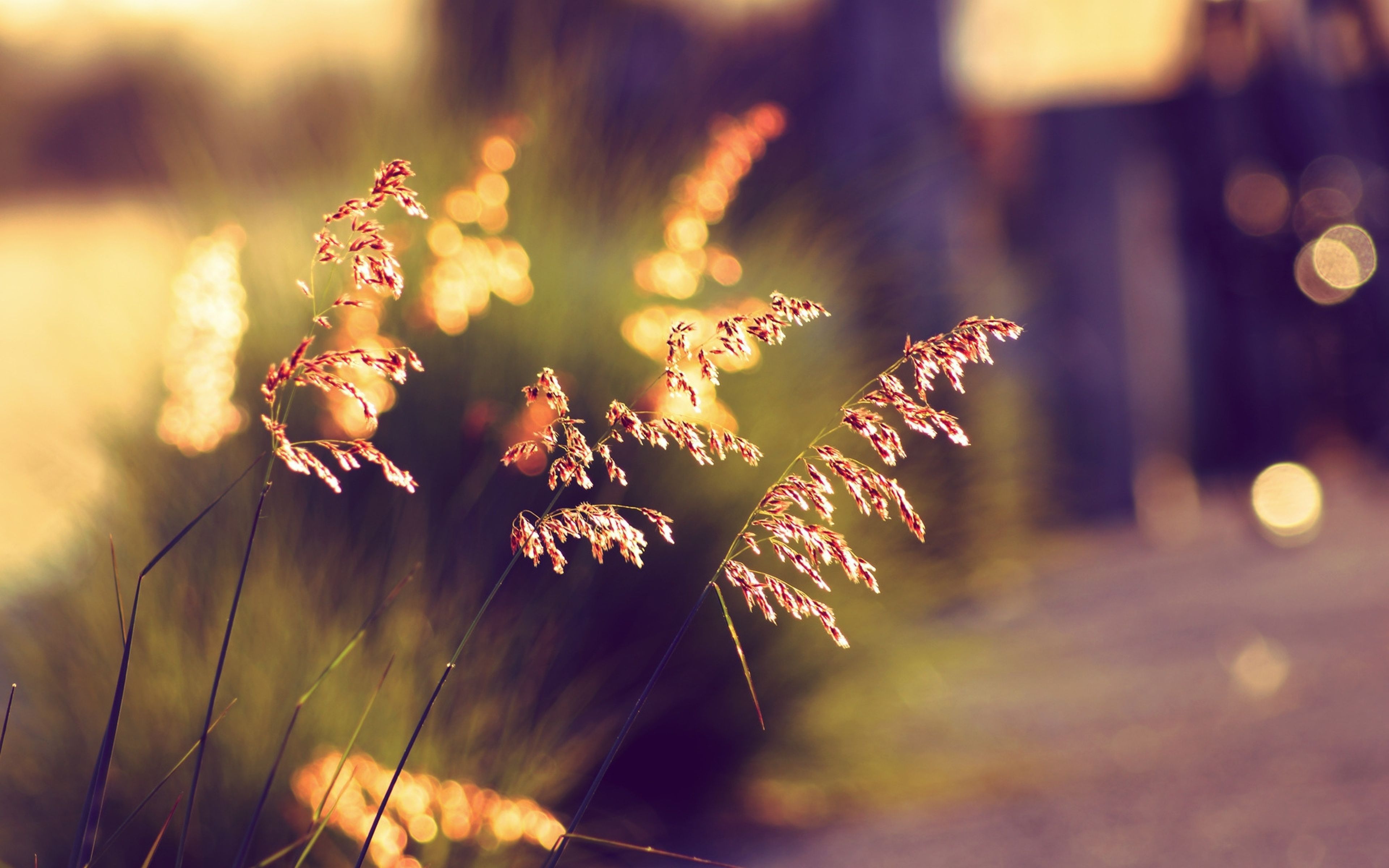 Bokeh Nature Wallpapers