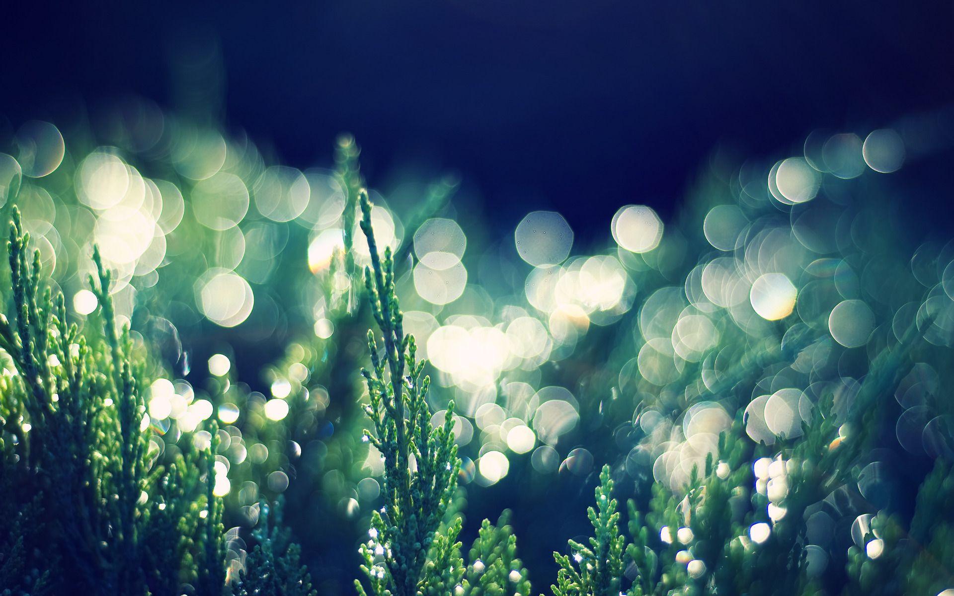 Bokeh Nature Wallpapers