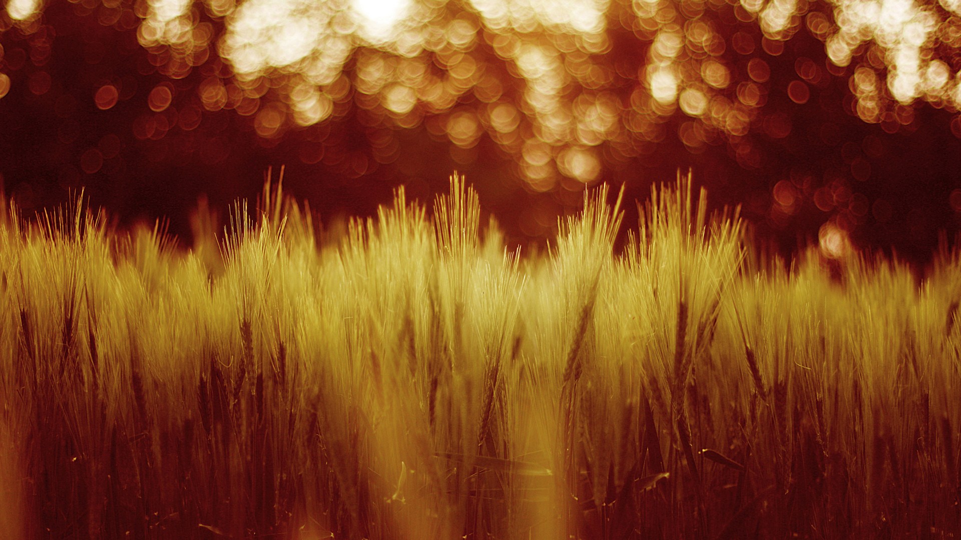 Bokeh Nature Wallpapers