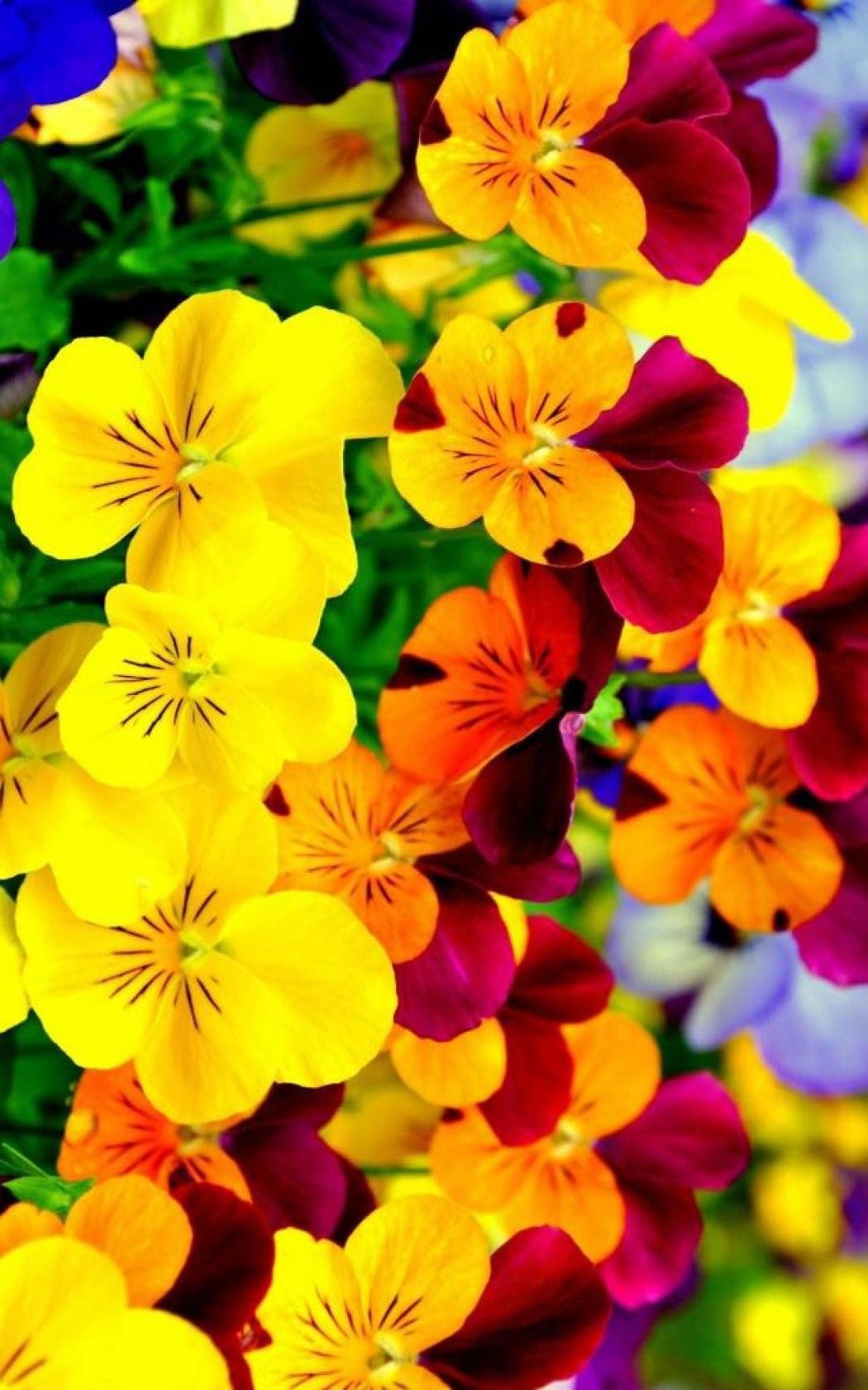 Bright Flowers Wallpapers