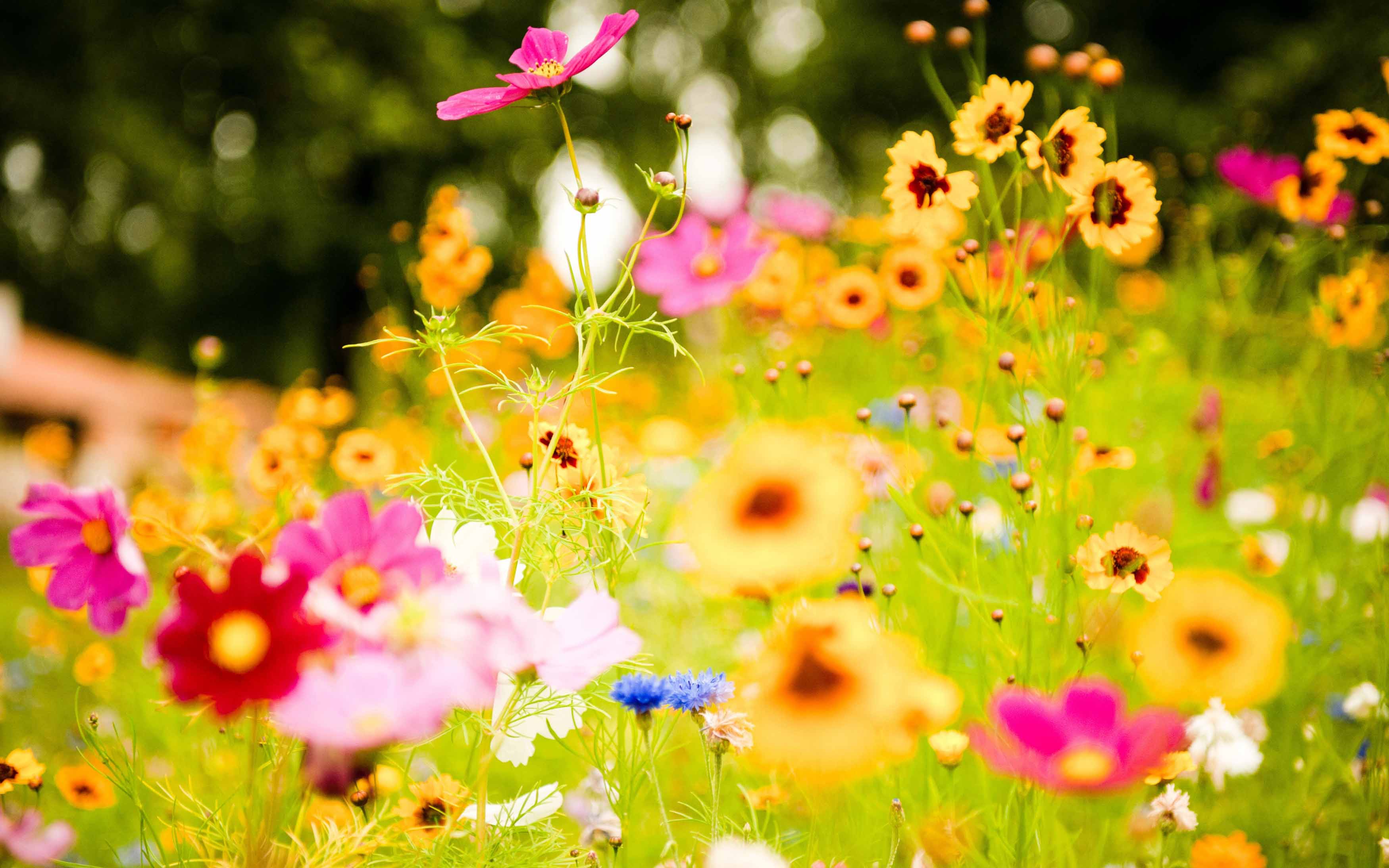 Bright Flowers Wallpapers