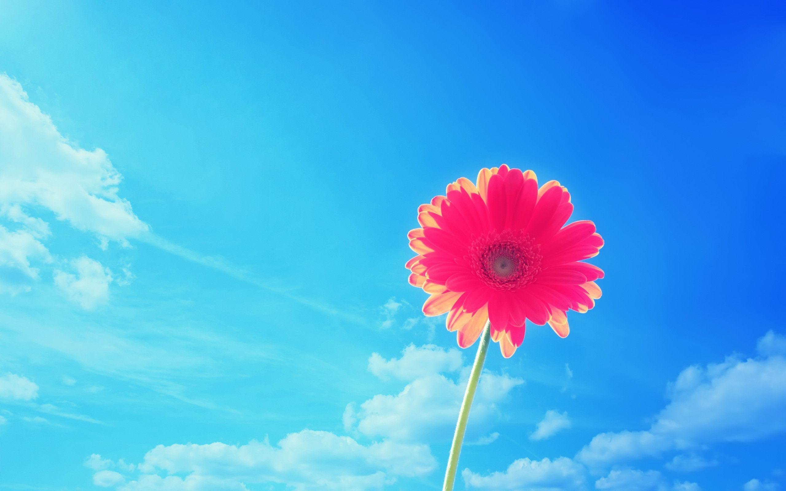 Bright Flowers Wallpapers