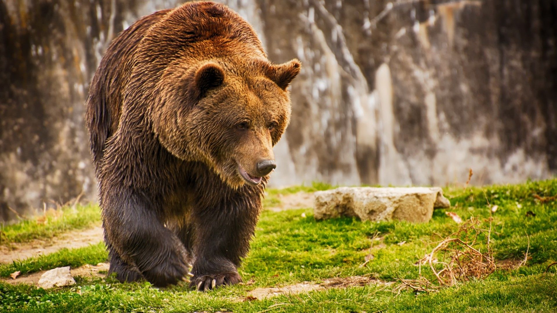 Brown Bear Wallpapers