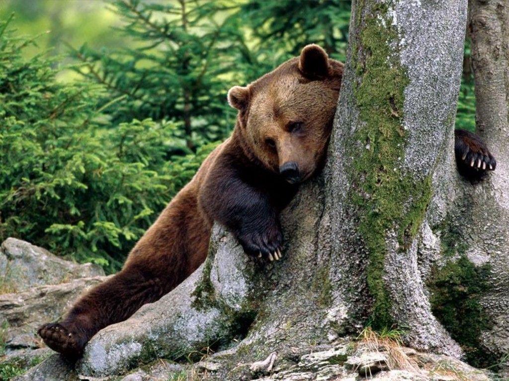 Brown Bear Wallpapers