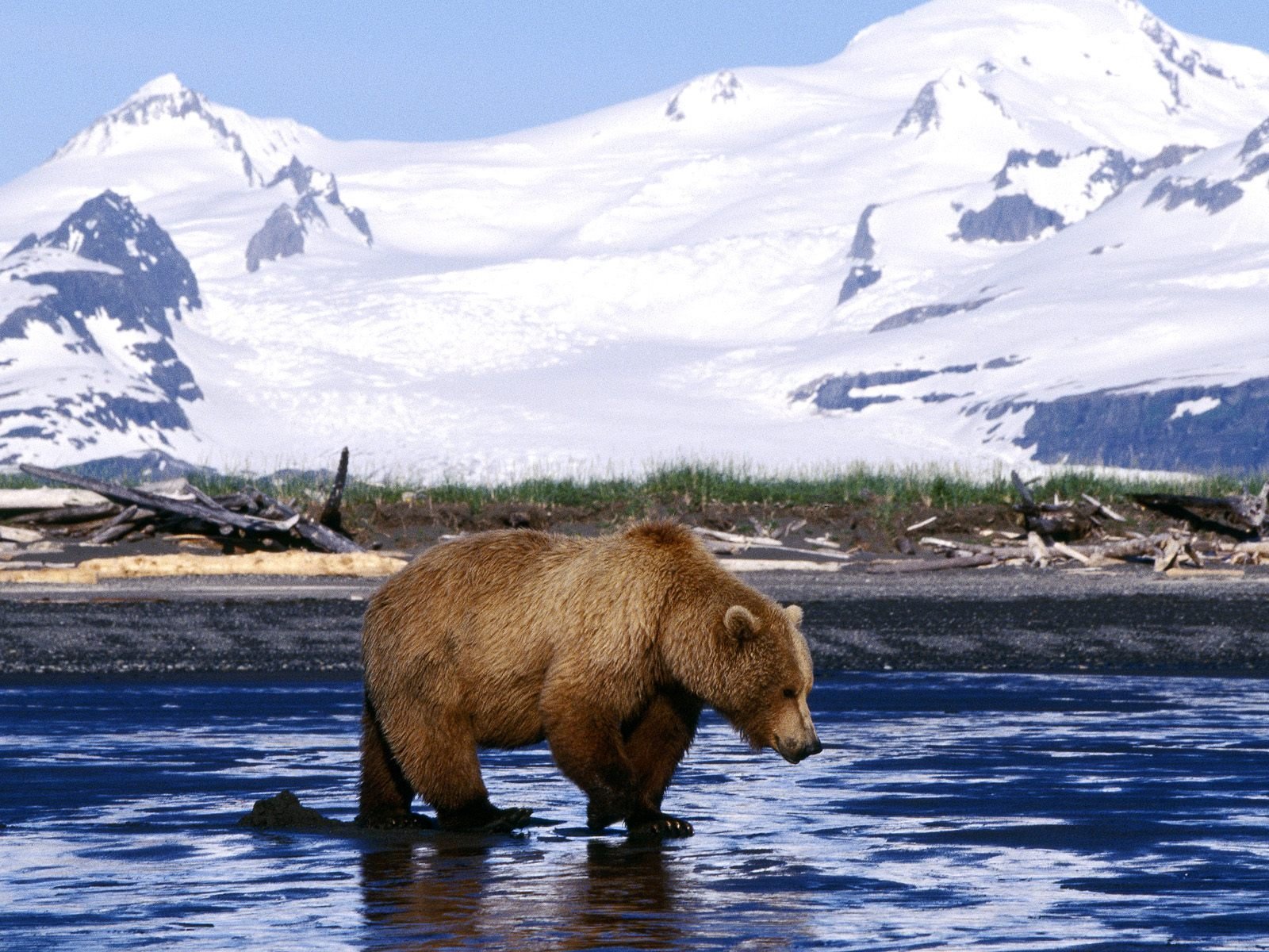 Brown Bear Wallpapers