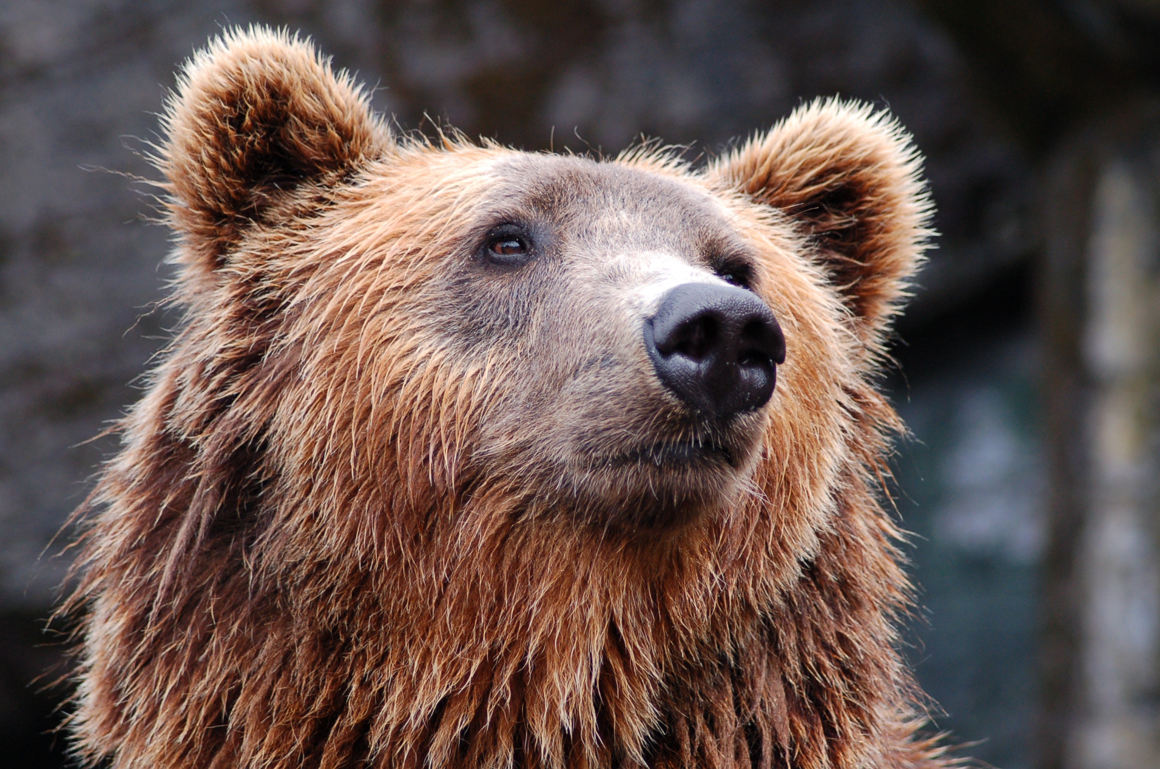 Brown Bear Wallpapers