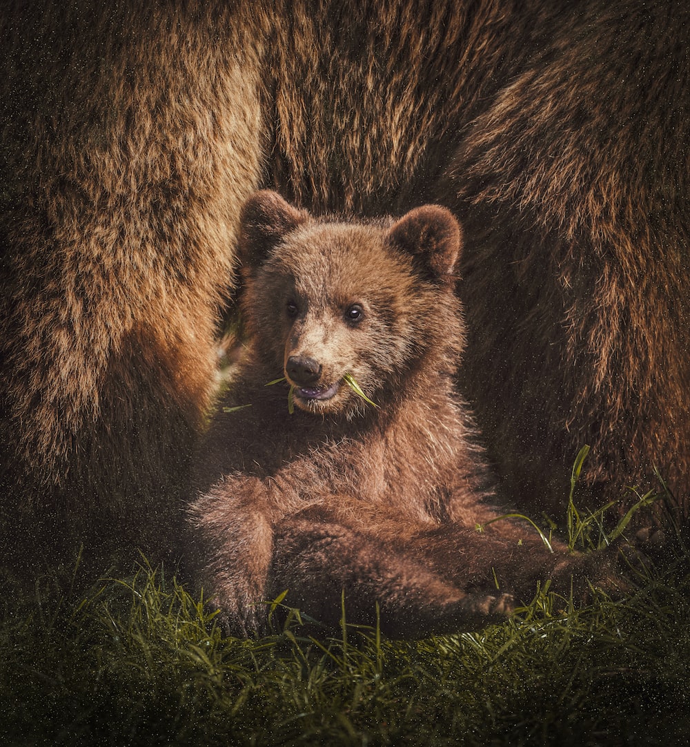 Brown Bear Wallpapers