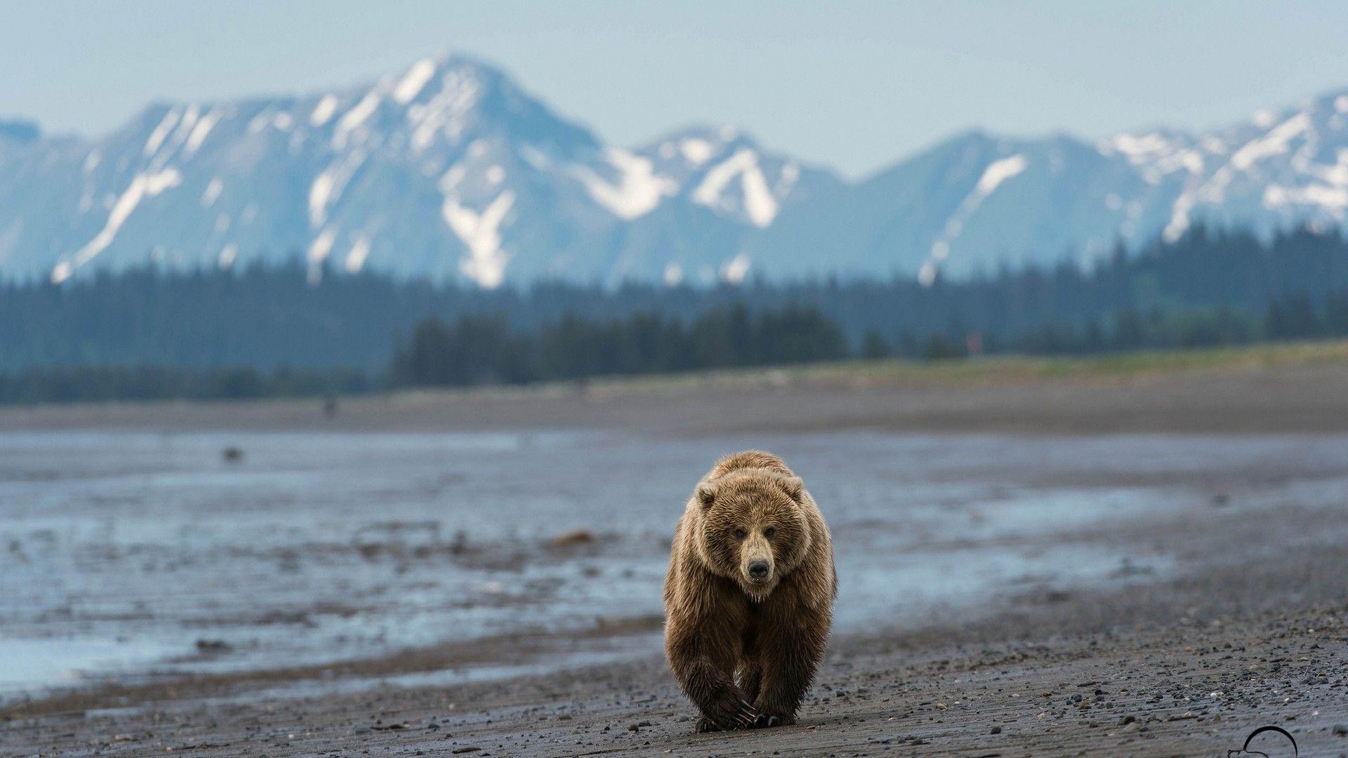 Brown Bear Wallpapers