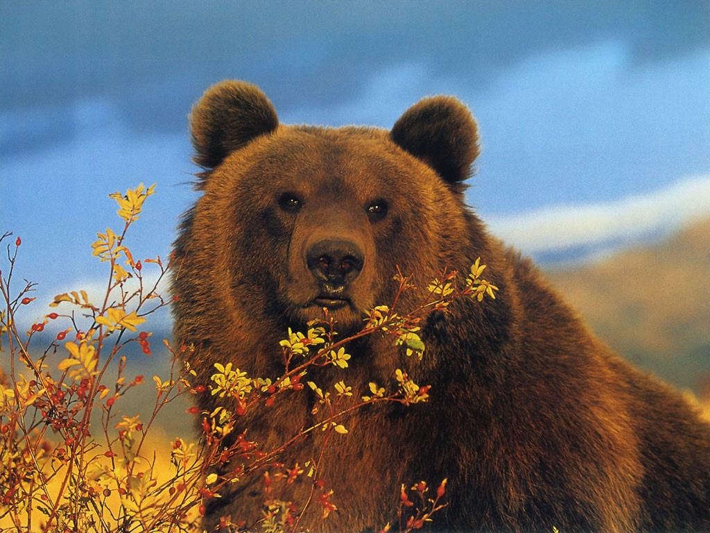 Brown Bear Wallpapers