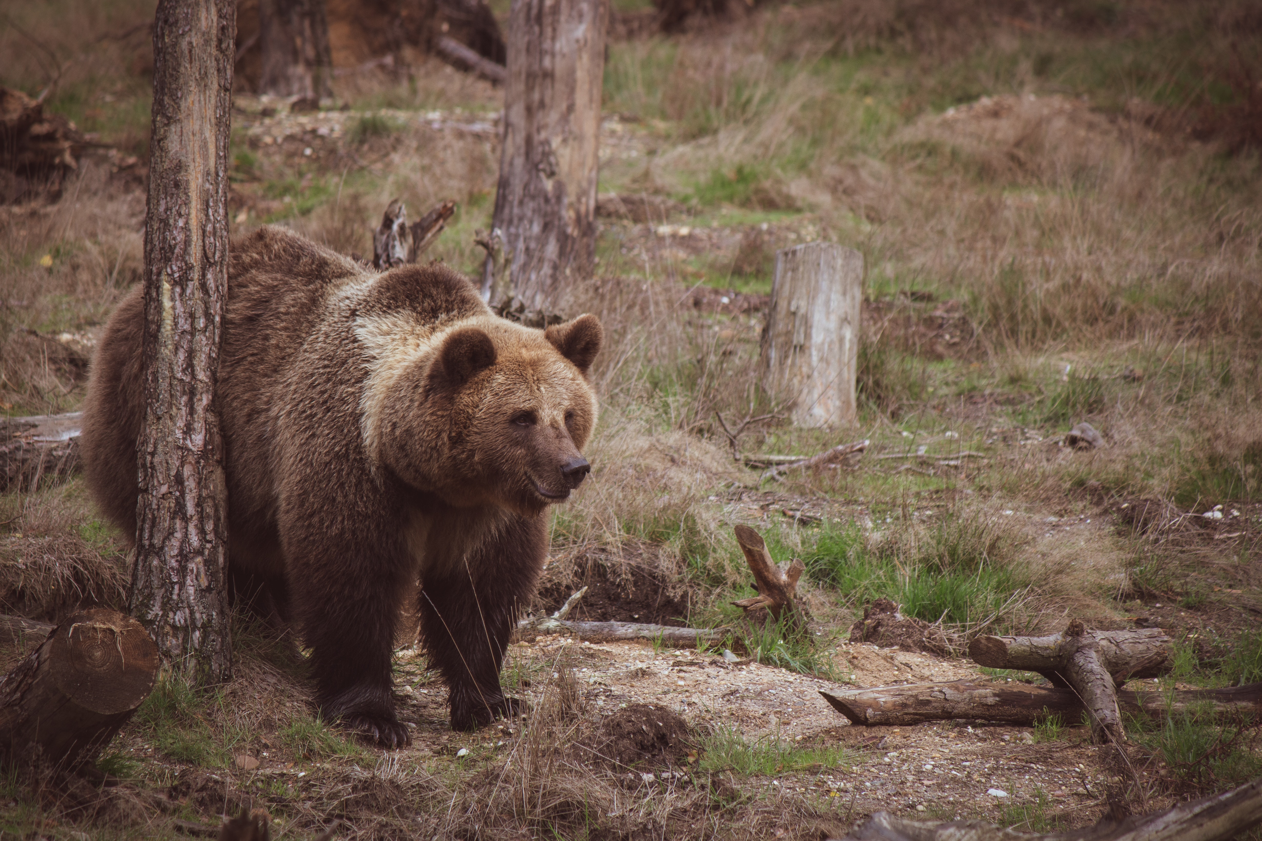 Brown Bear Wallpapers