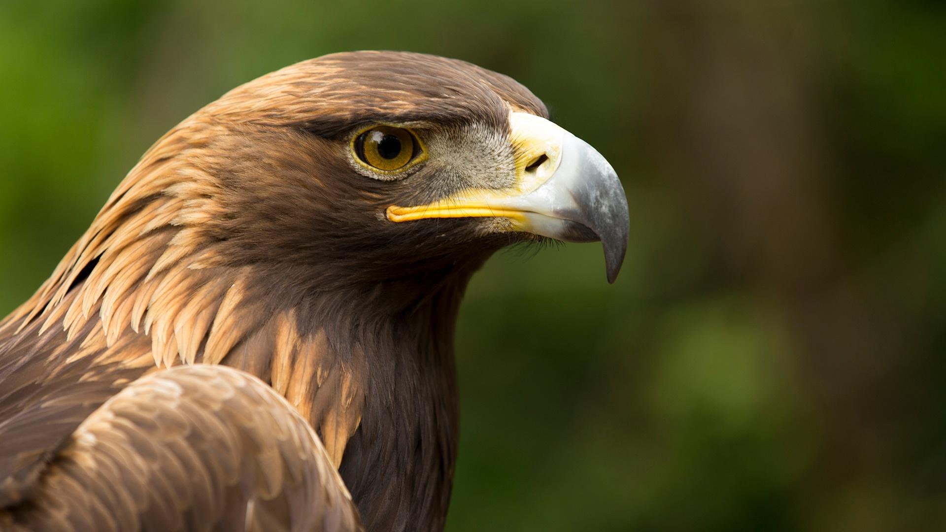 Brown Eagle Pictures Wallpapers