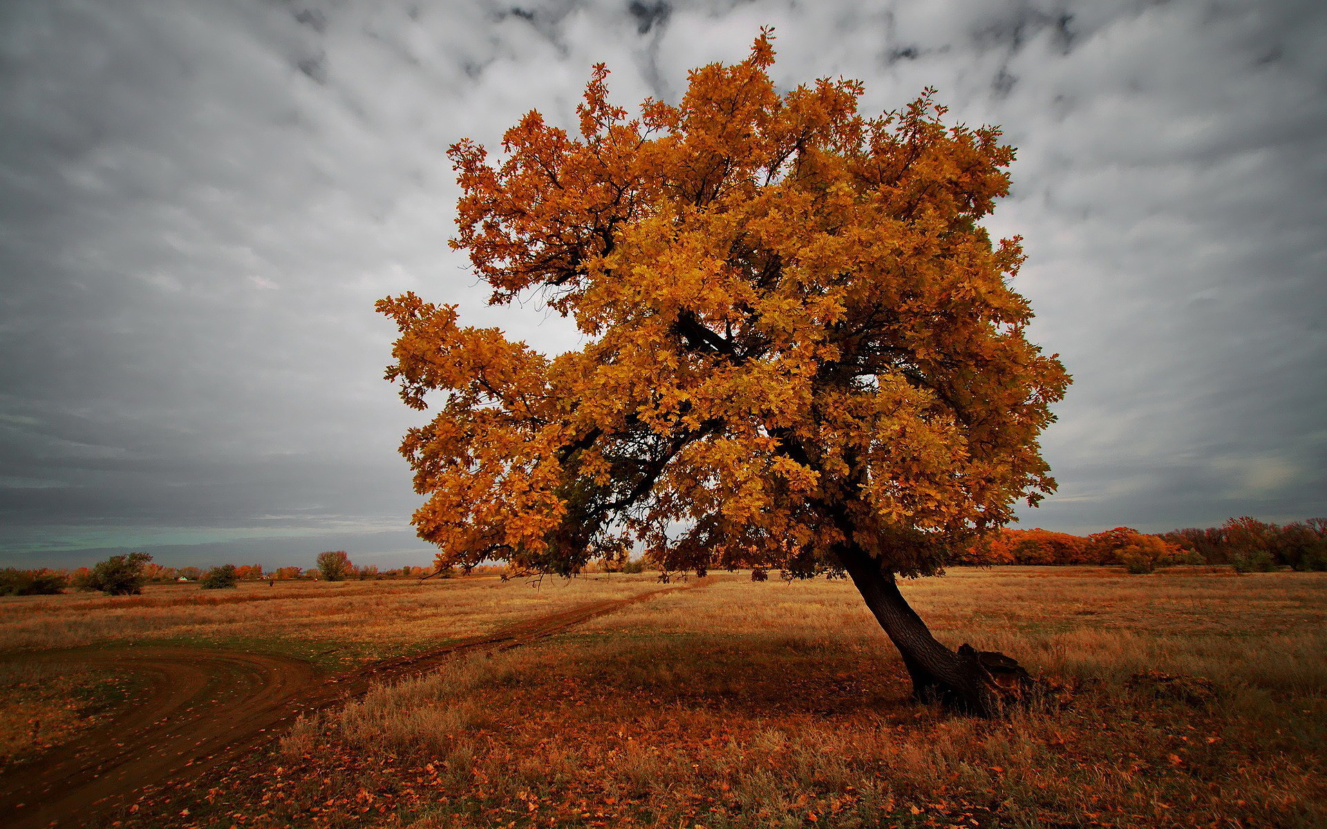 Brown Landscape Wallpapers