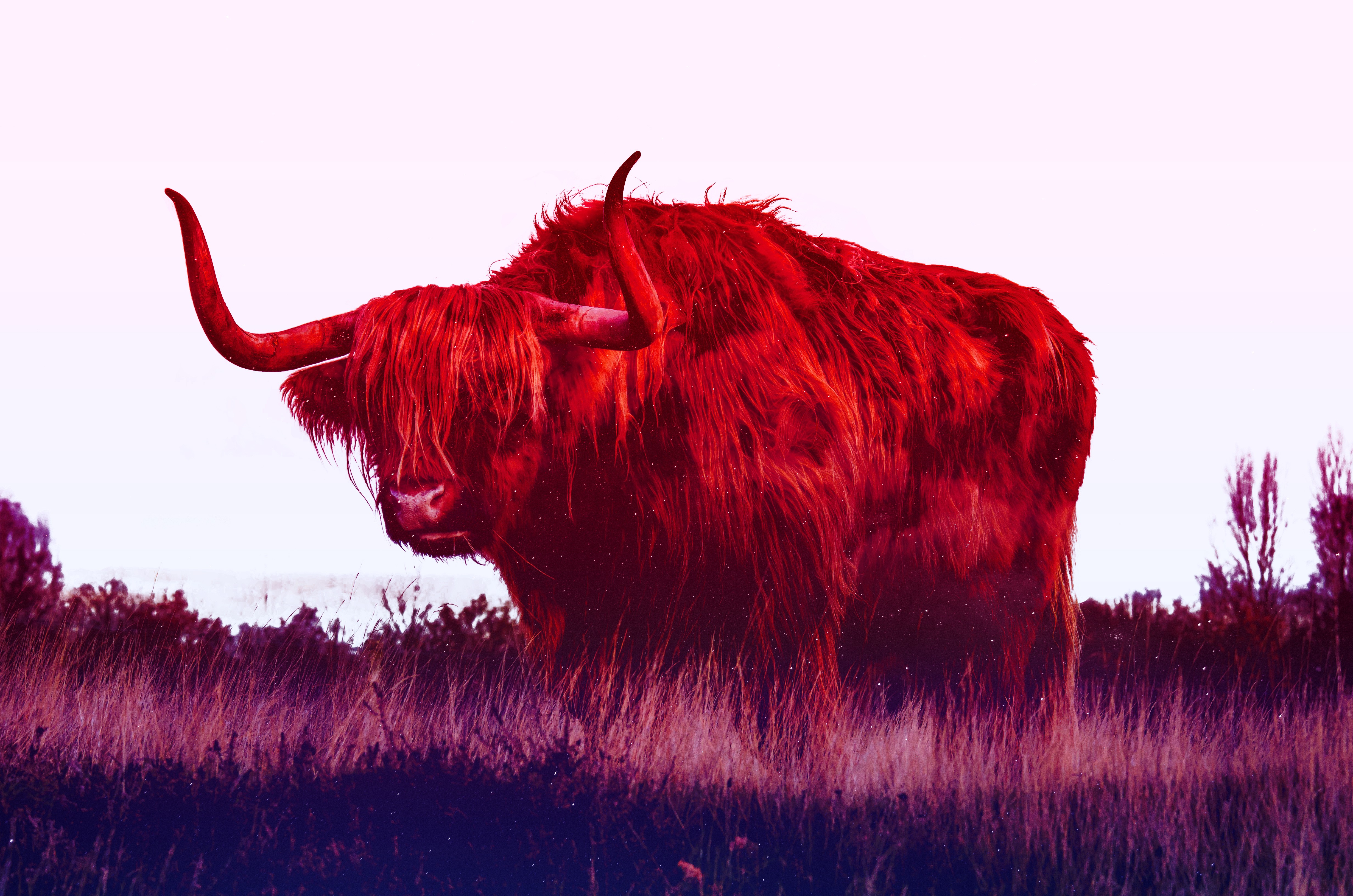 Bull Wallpapers