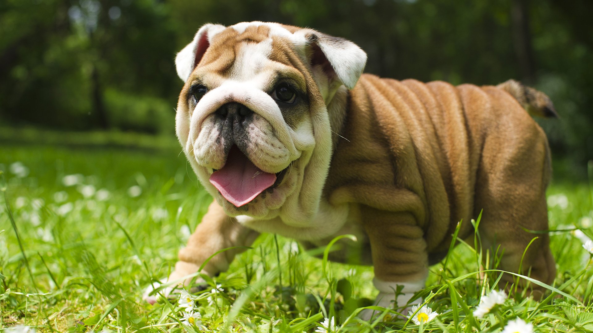 Bulldog Puppy Wallpapers