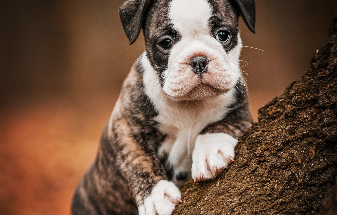 Bulldog Puppy Wallpapers