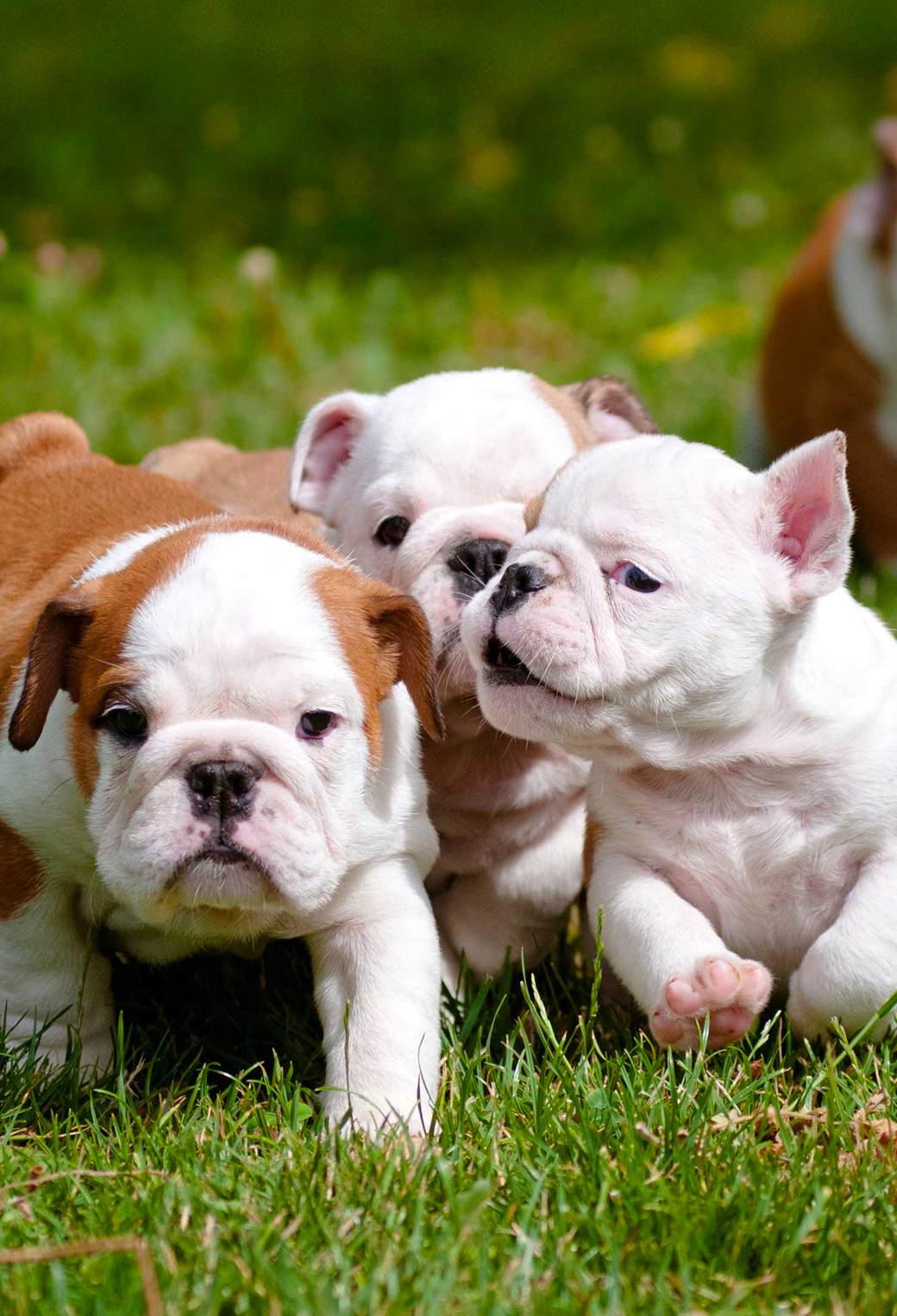 Bulldog Puppy Wallpapers