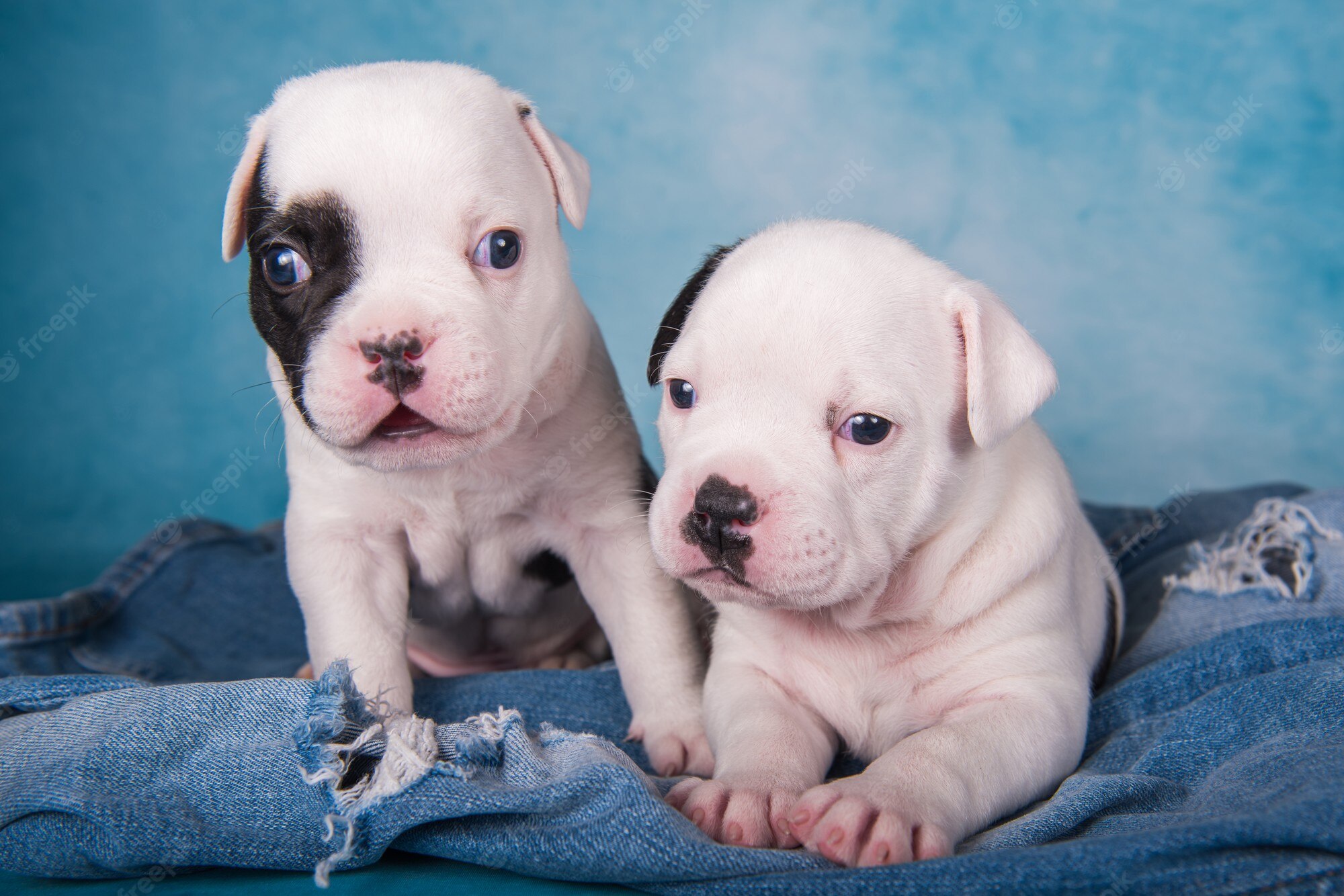 Bulldog Puppy Wallpapers