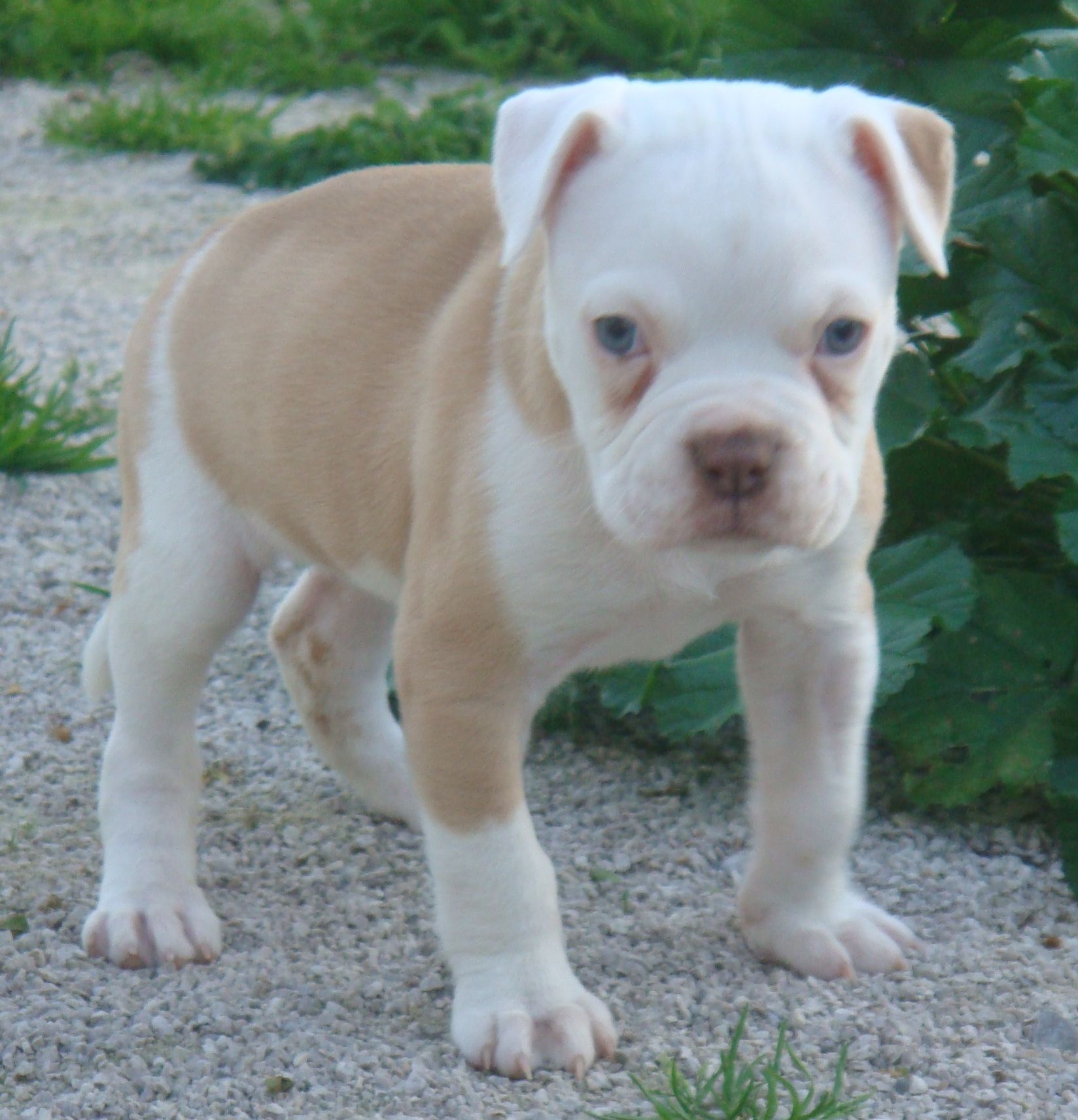 Bulldog Puppy Wallpapers