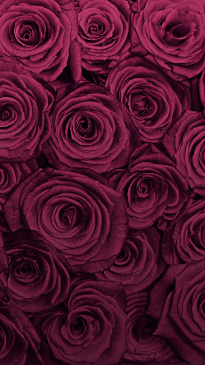 Burgundy Roses Wallpapers