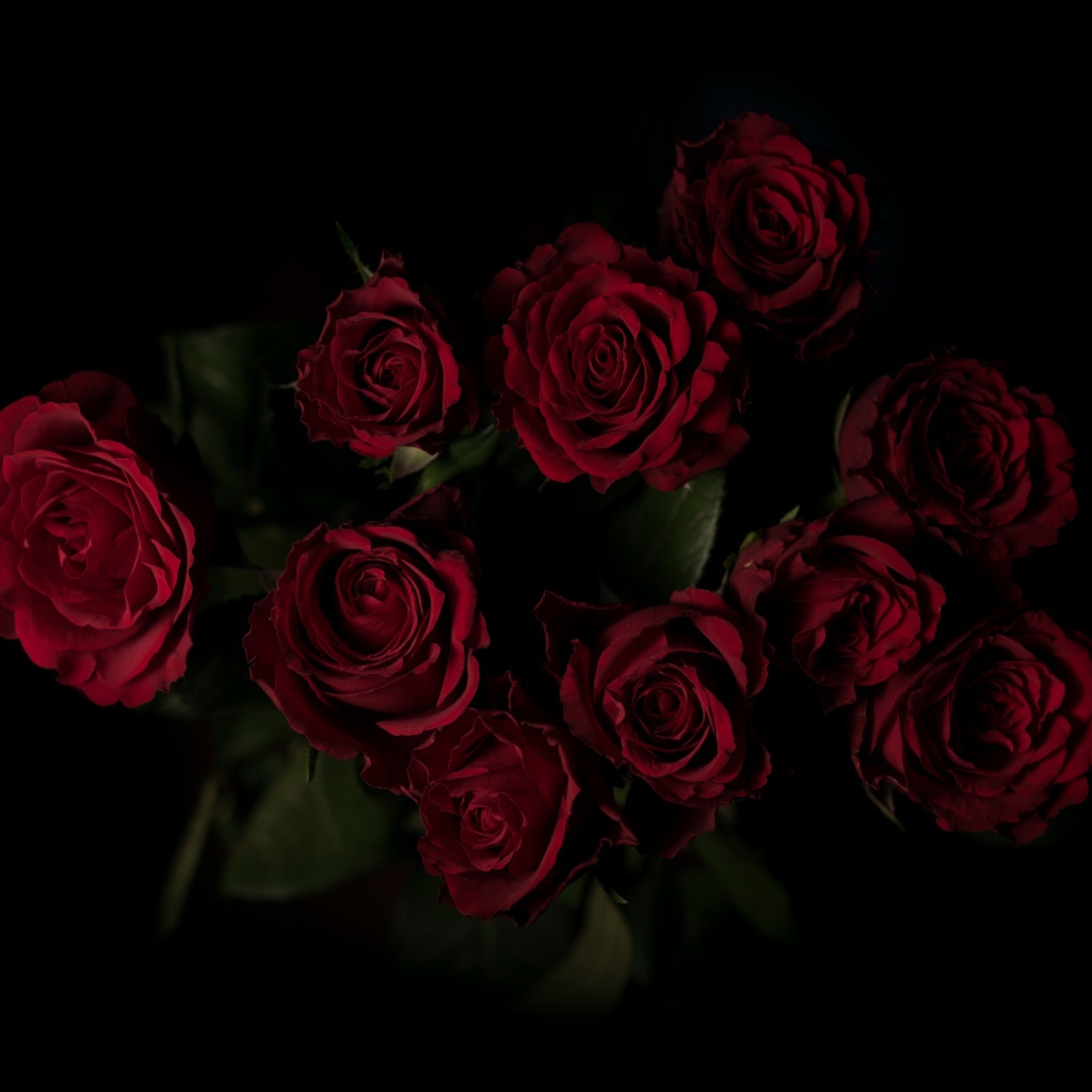 Burgundy Roses Wallpapers