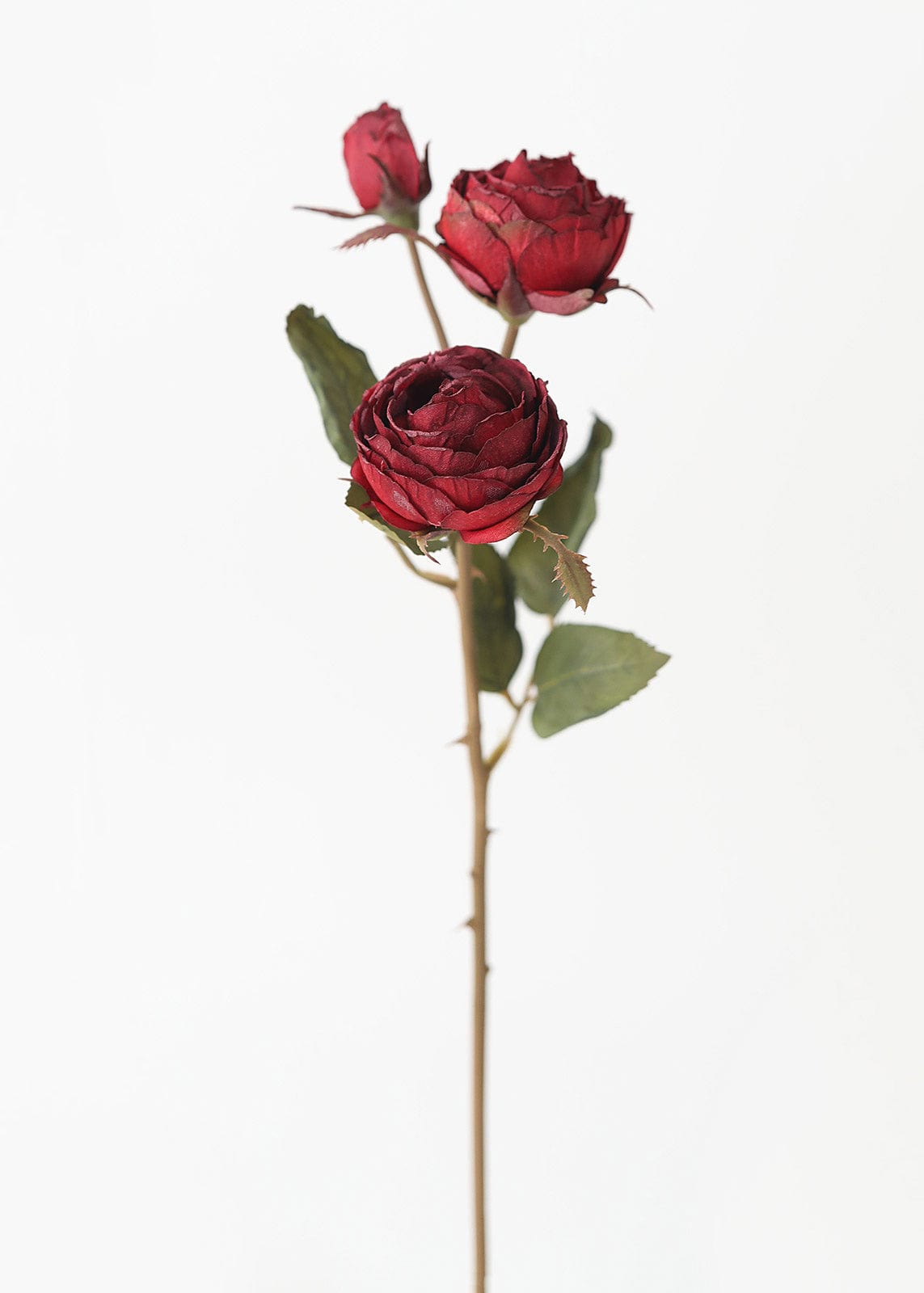 Burgundy Roses Wallpapers