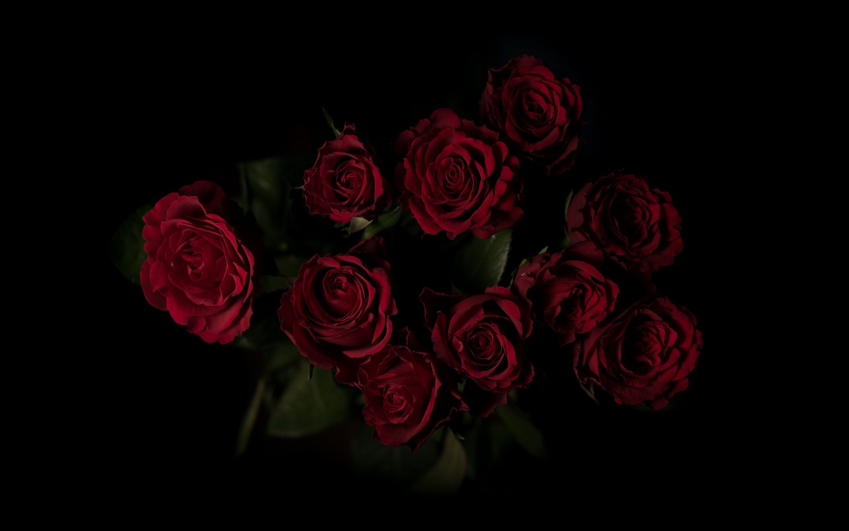 Burgundy Roses Wallpapers