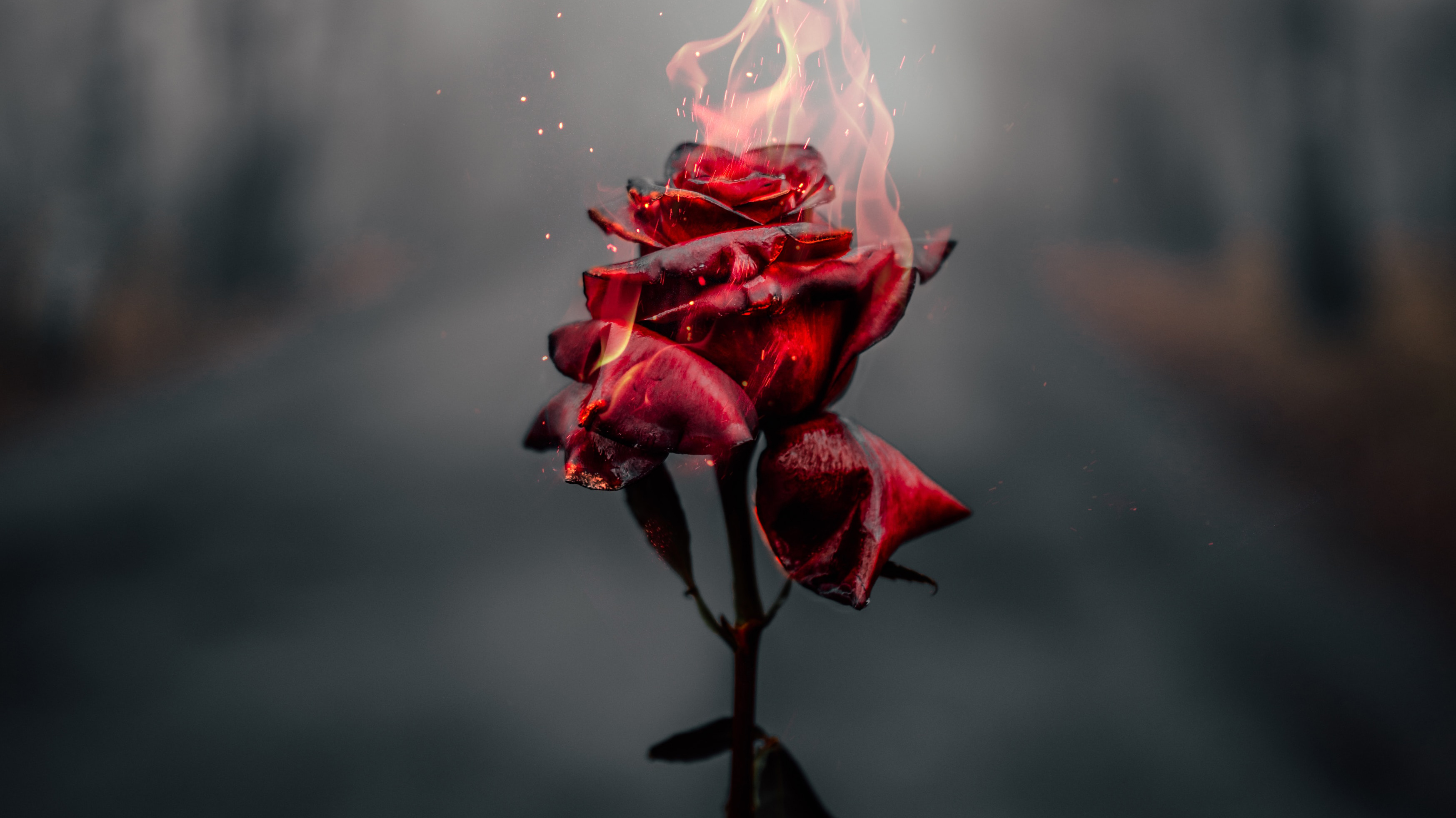 Burning Rose Wallpapers