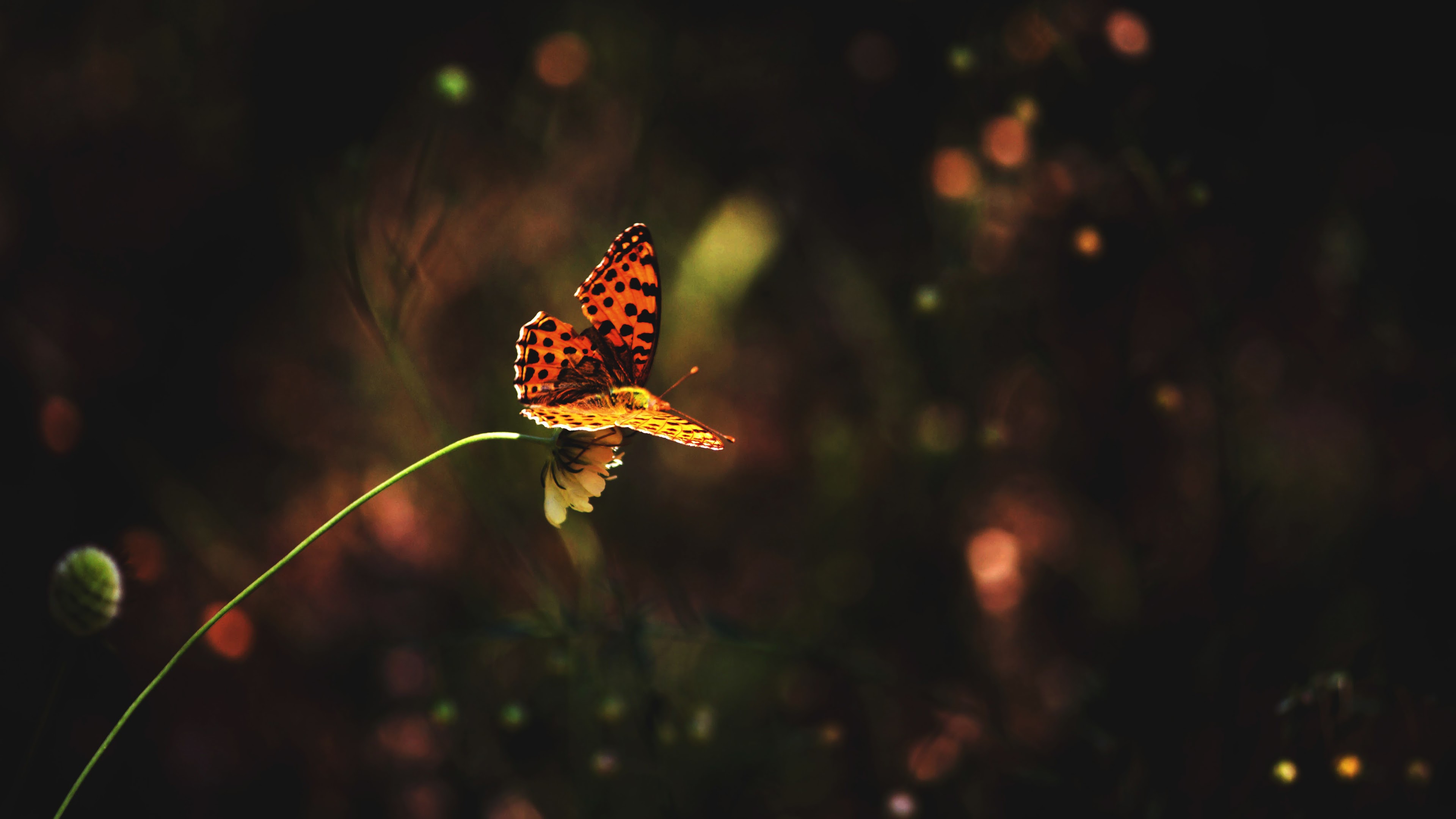 Butterfly 4K Wallpapers