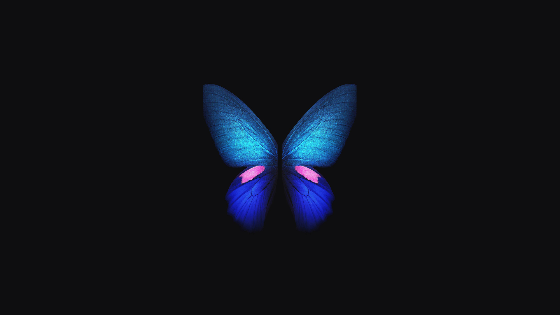 Butterfly 4K Wallpapers