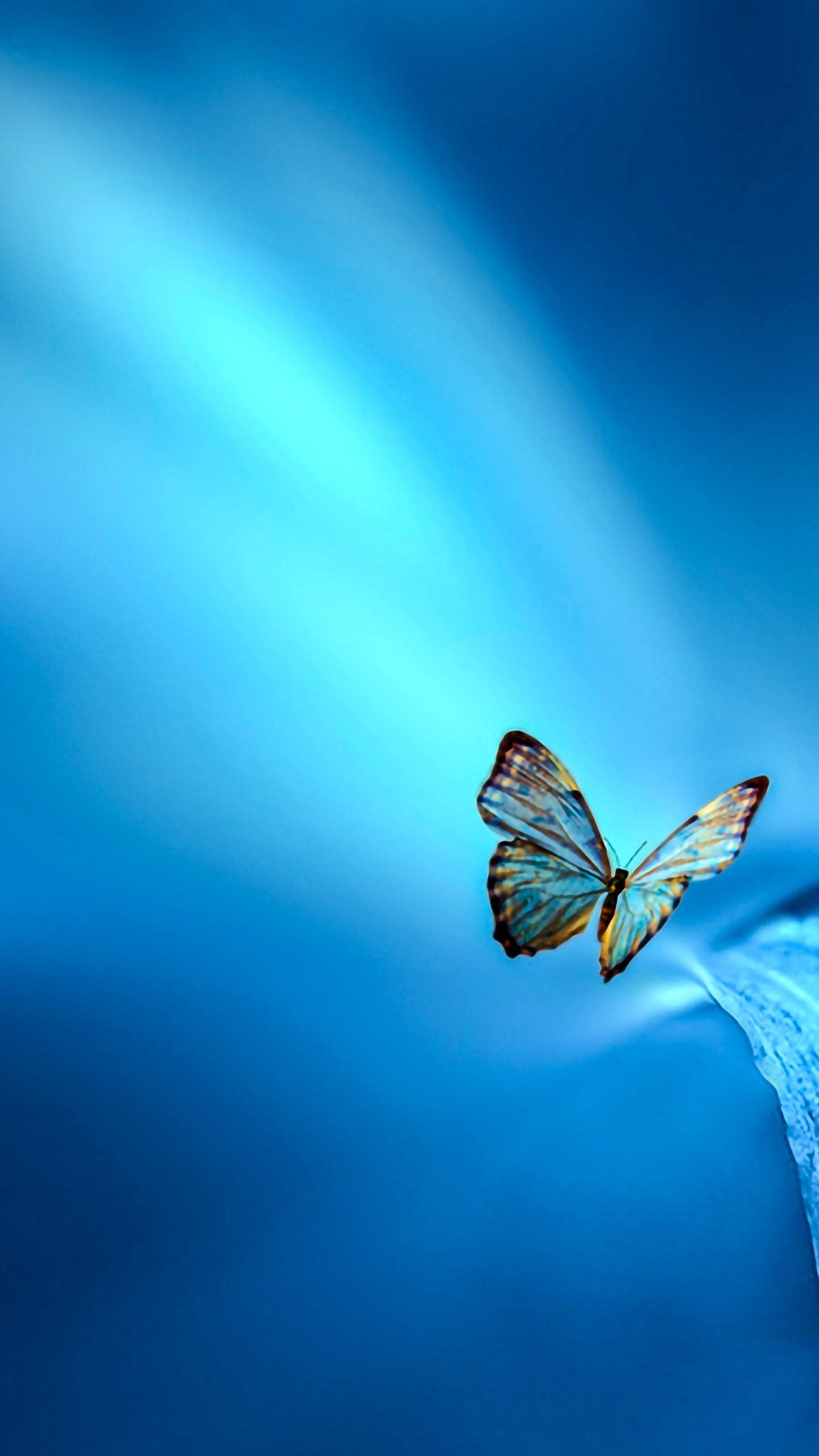 Butterfly 4K Wallpapers