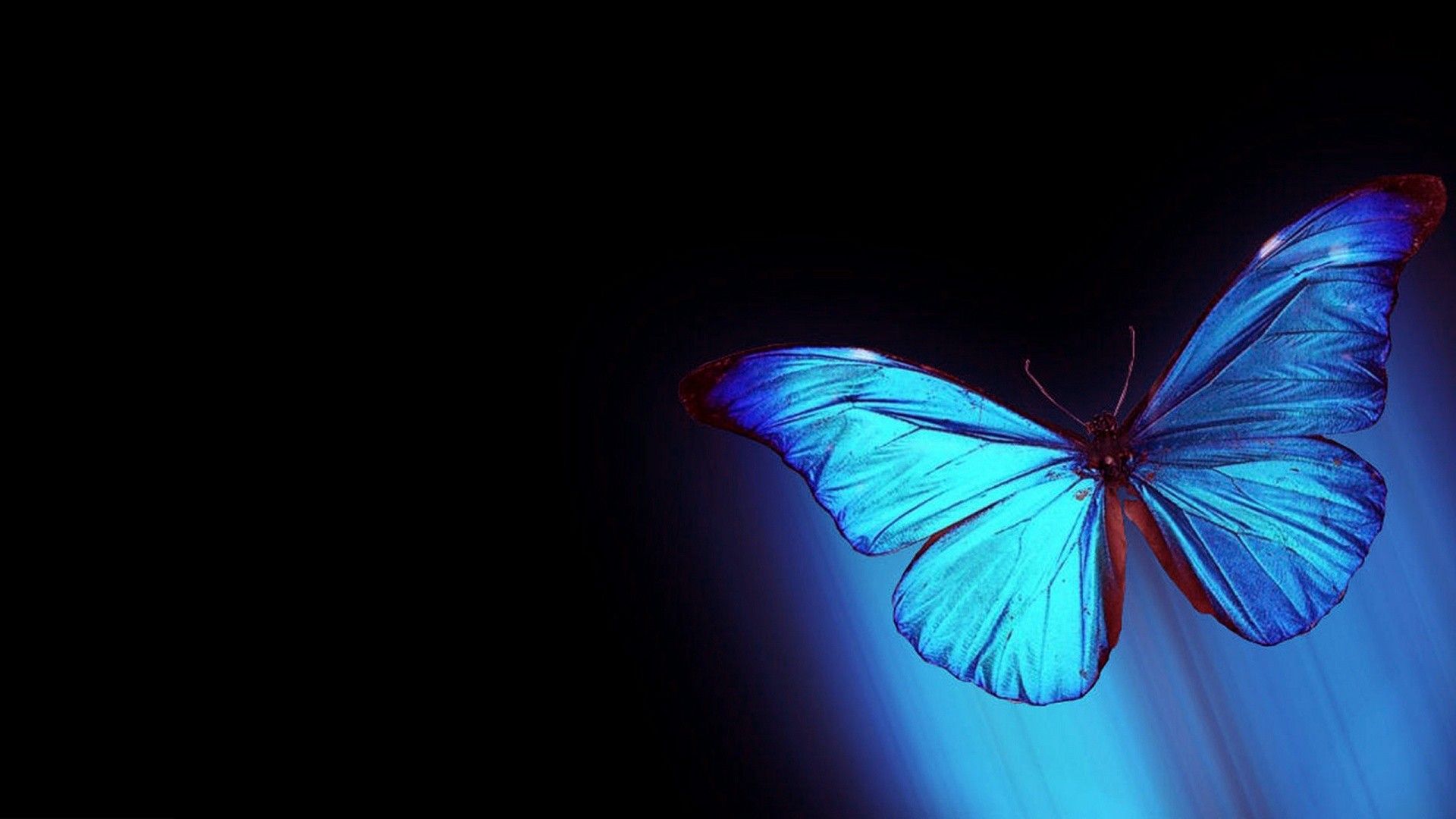 Butterfly 4K Wallpapers