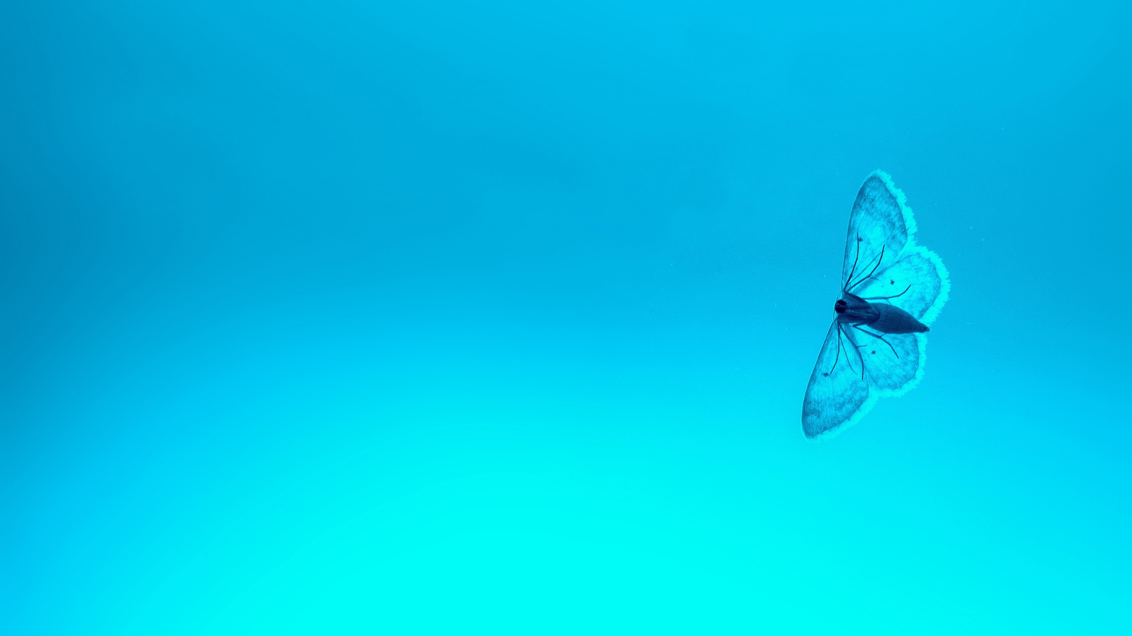 Butterfly 4K Wallpapers