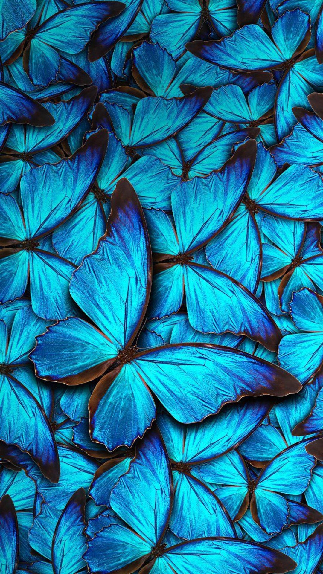 Butterfly 4K Wallpapers