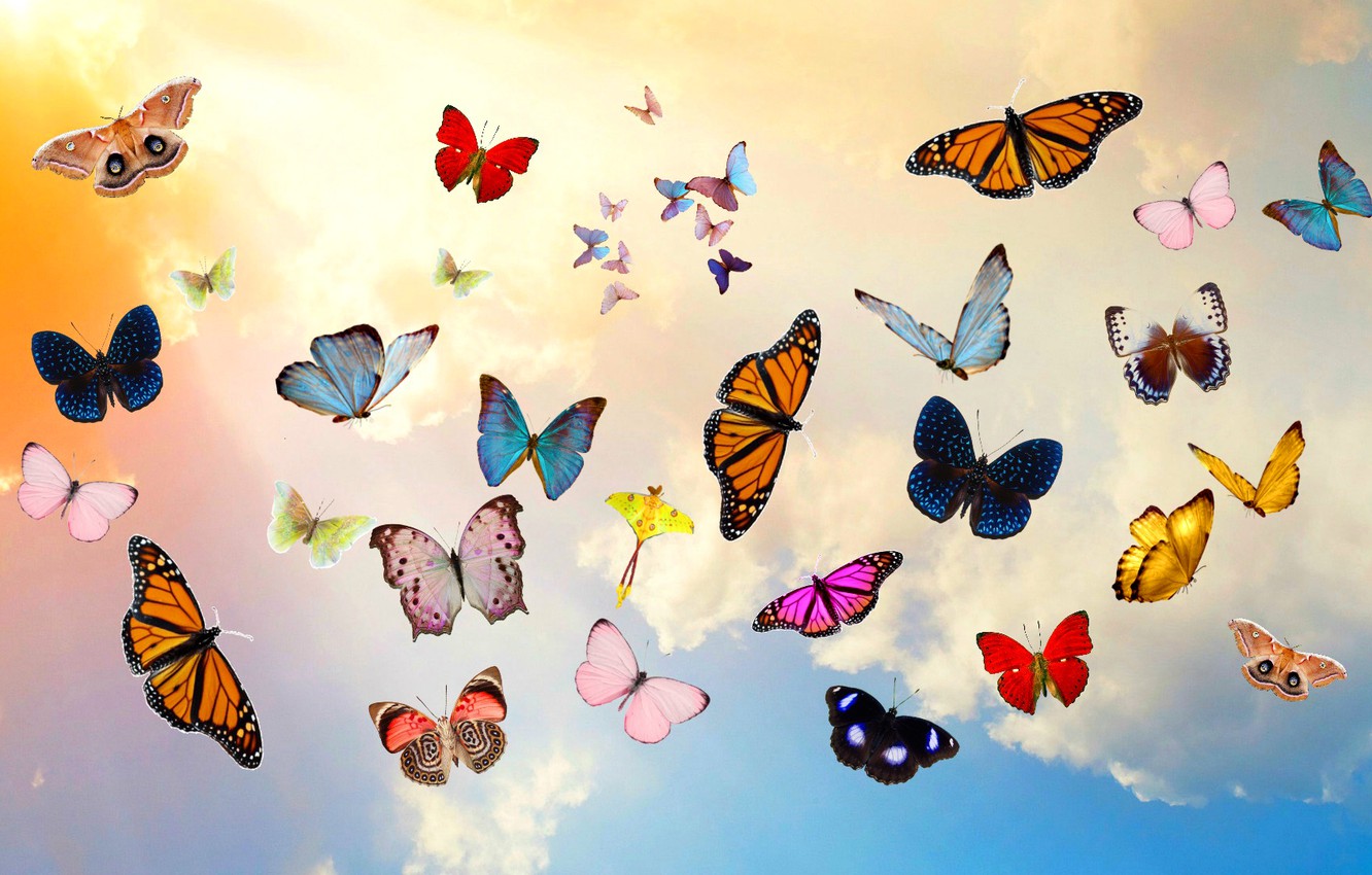 Butterfly Clouds Wallpapers