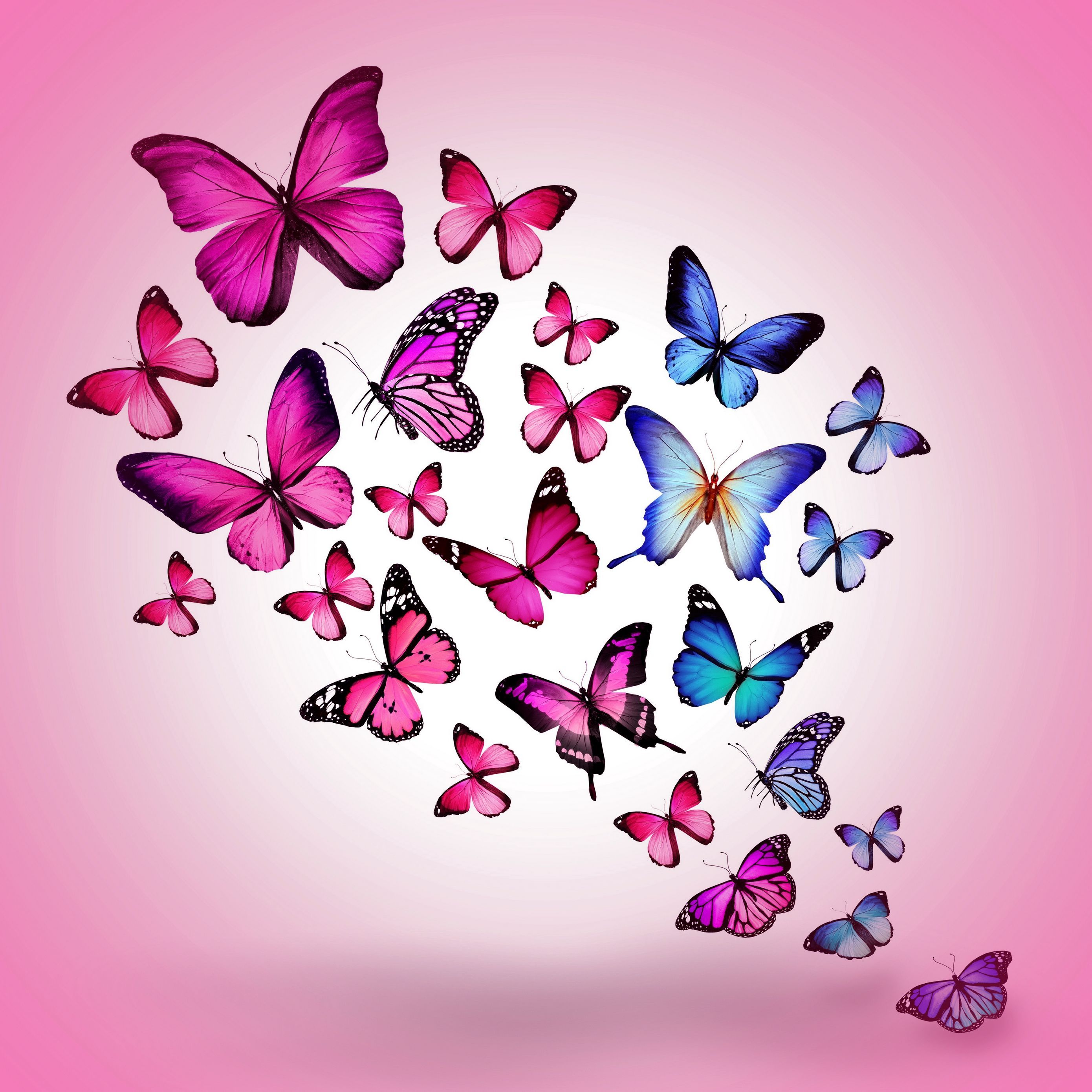 Butterfly Ipad Wallpapers