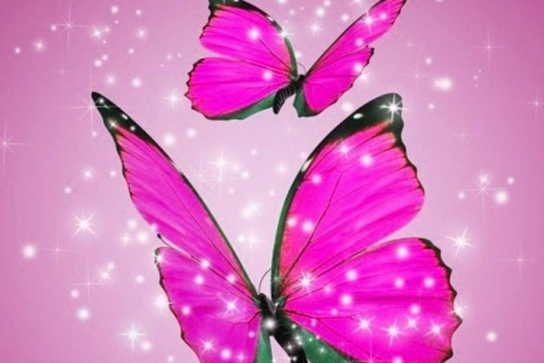 Butterfly Ipad Wallpapers