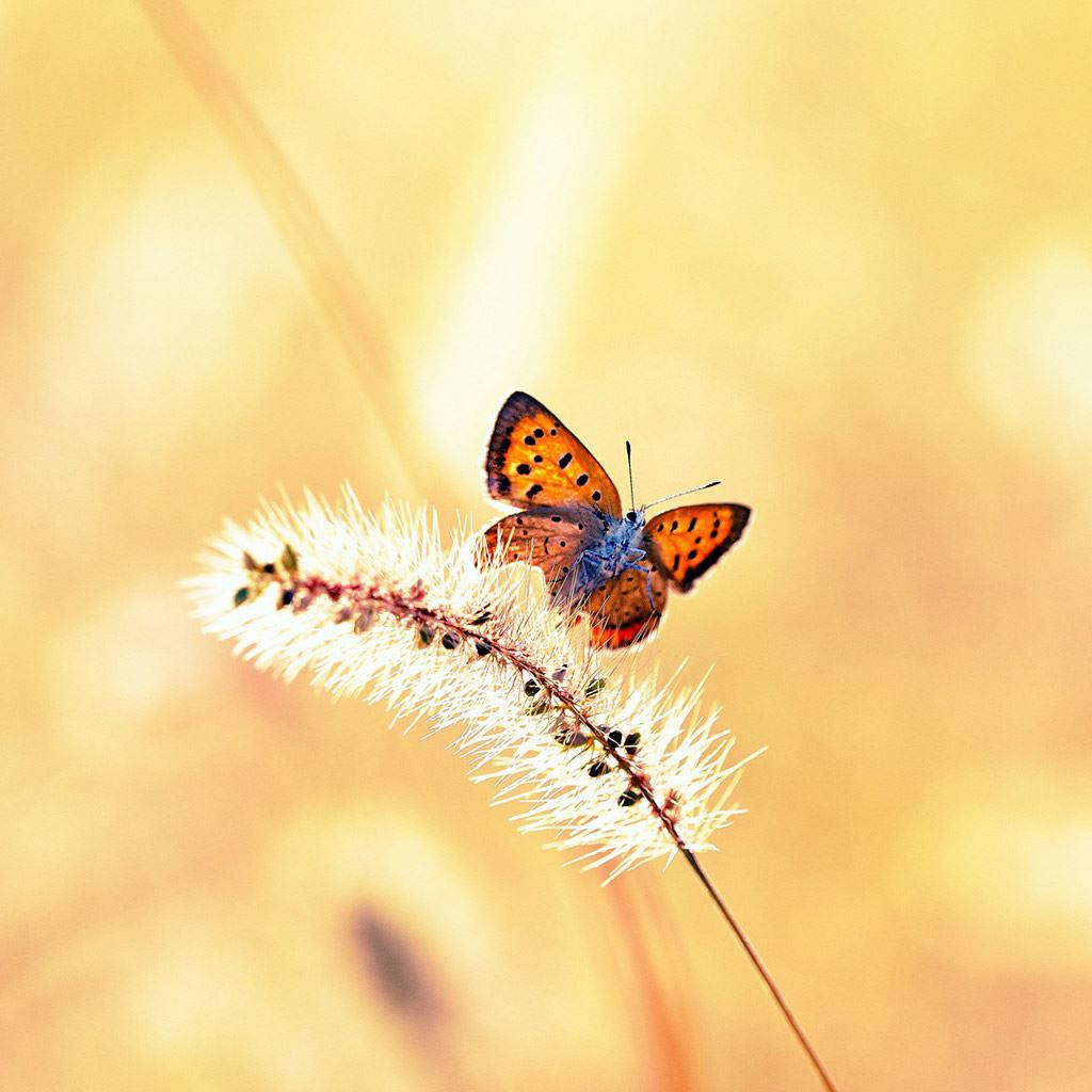 Butterfly Ipad Wallpapers