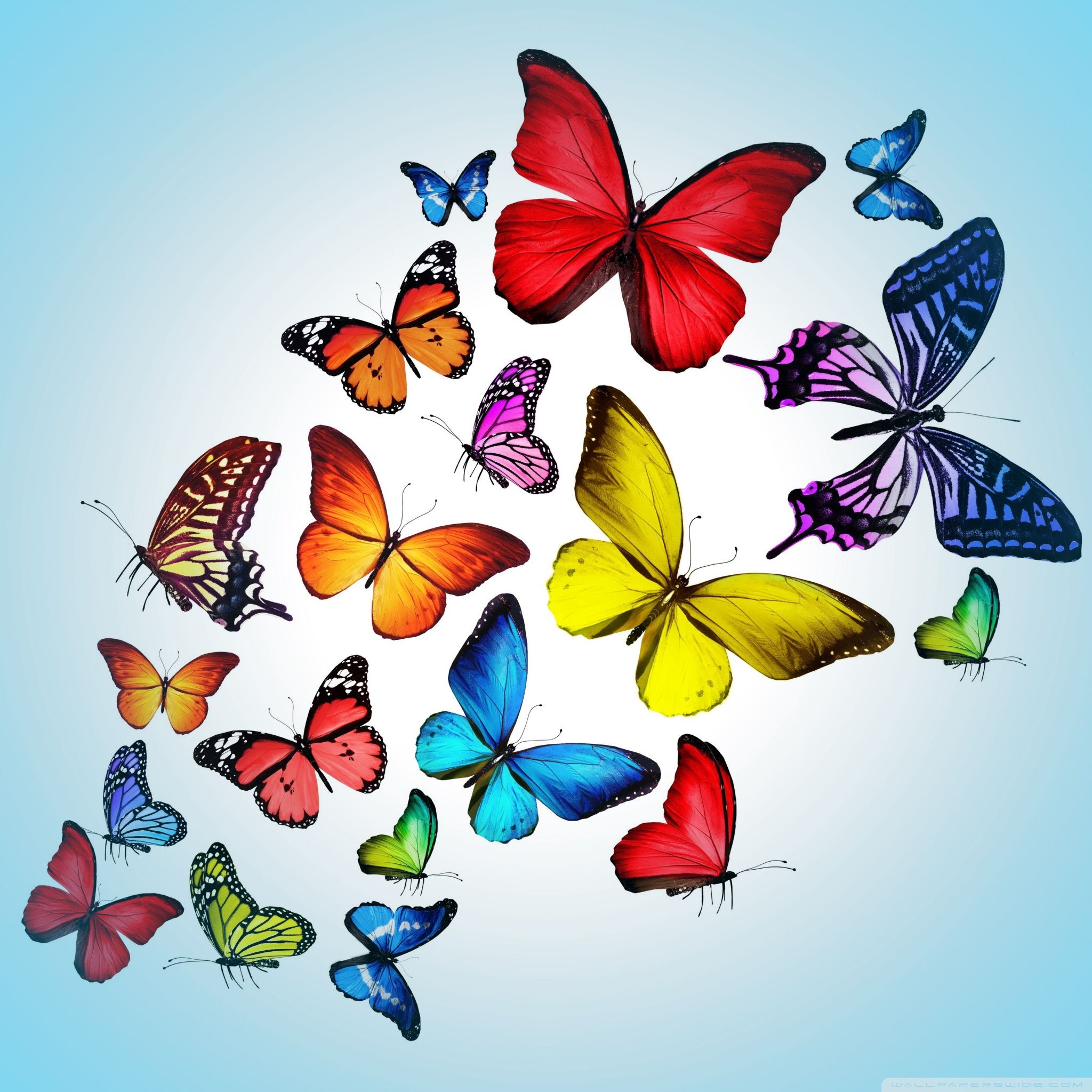 Butterfly Ipad Wallpapers