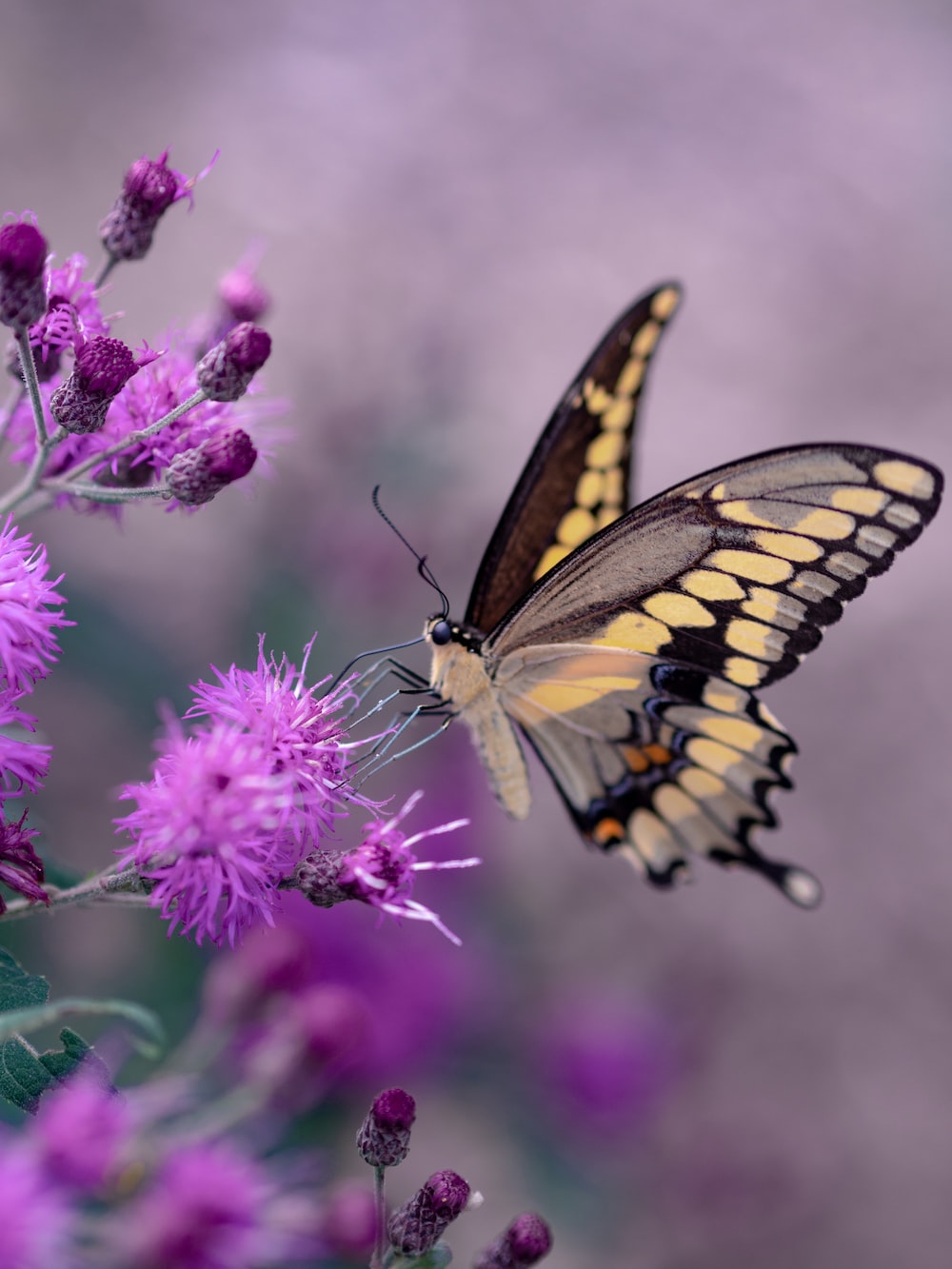 Butterfly For Android Wallpapers