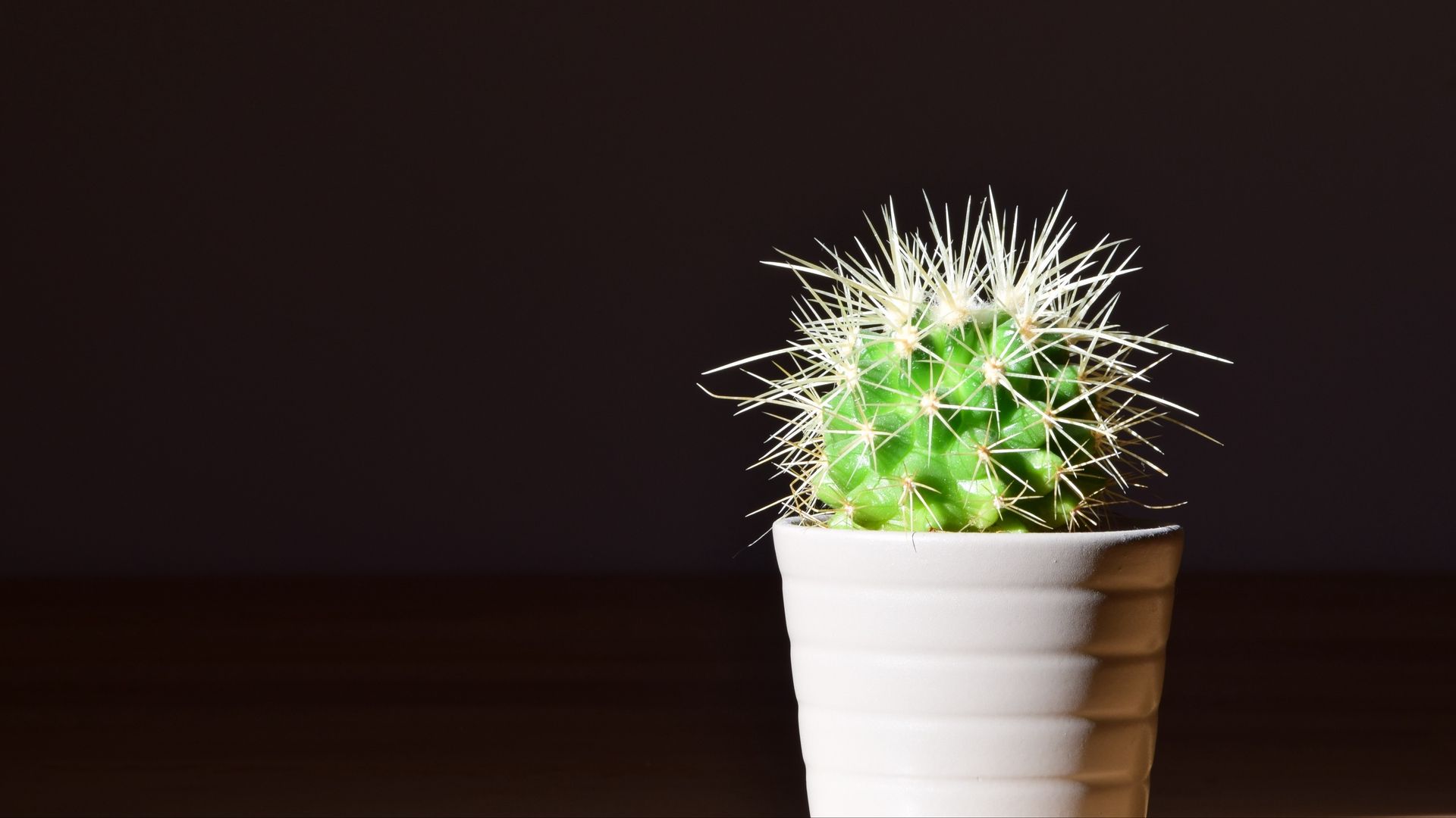 Cactus Desktop Wallpapers