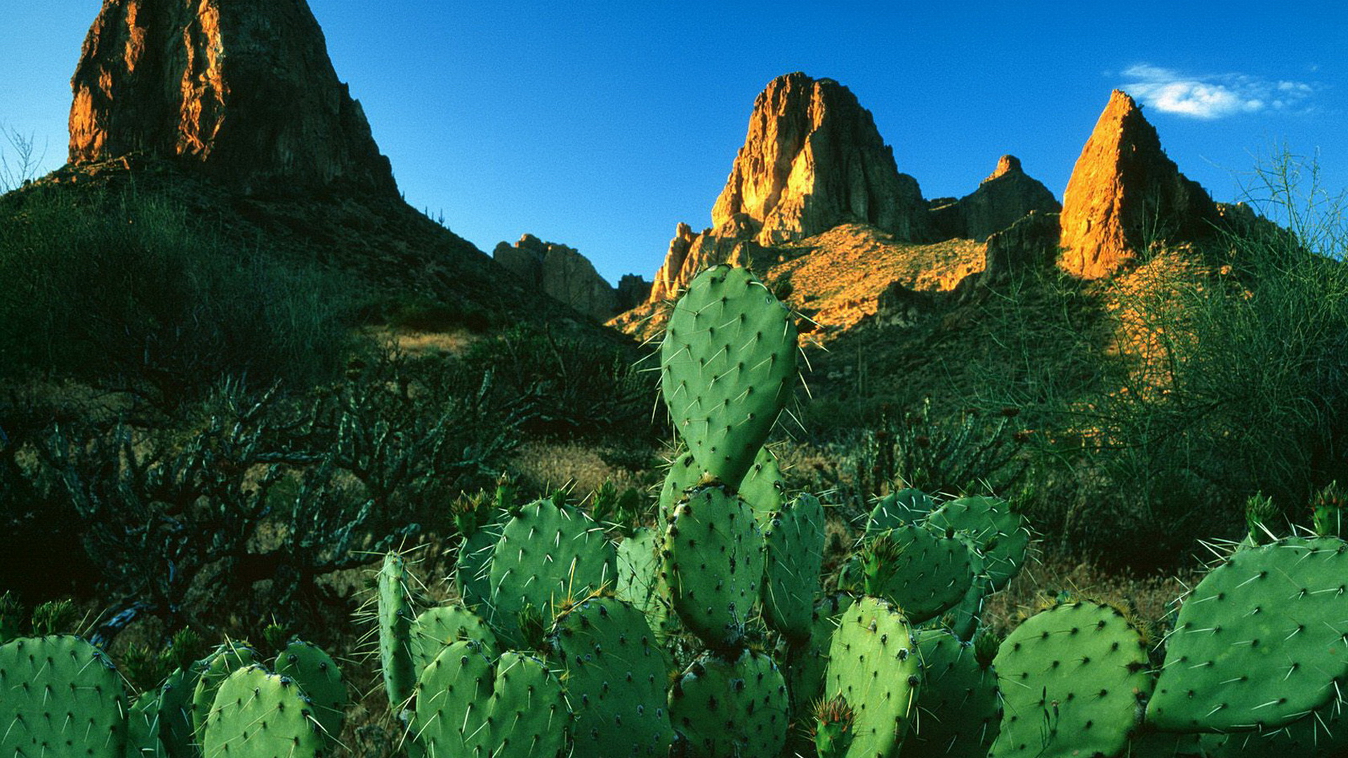 Cactus Desktop Wallpapers