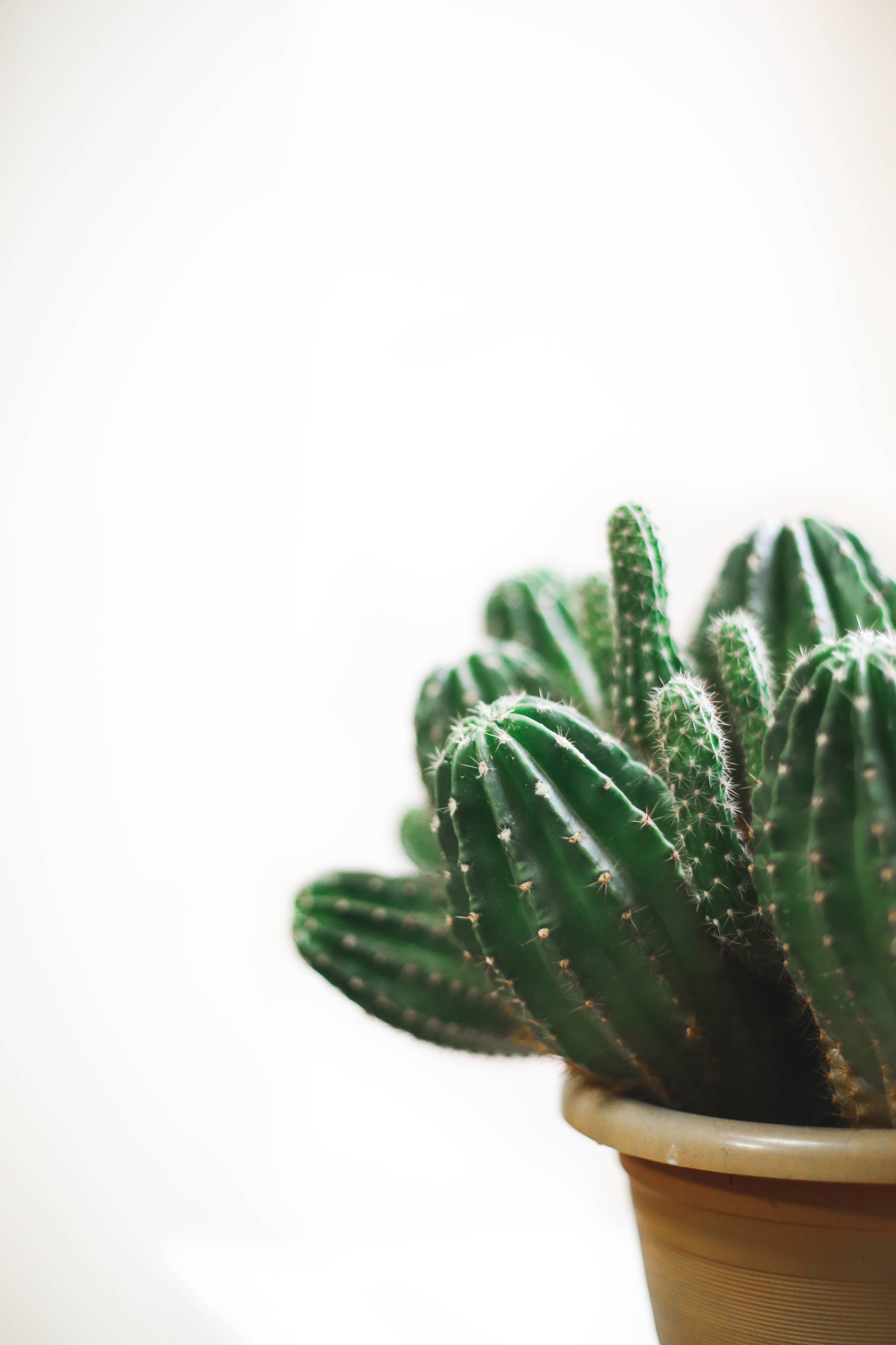 Cactus Desktop Wallpapers