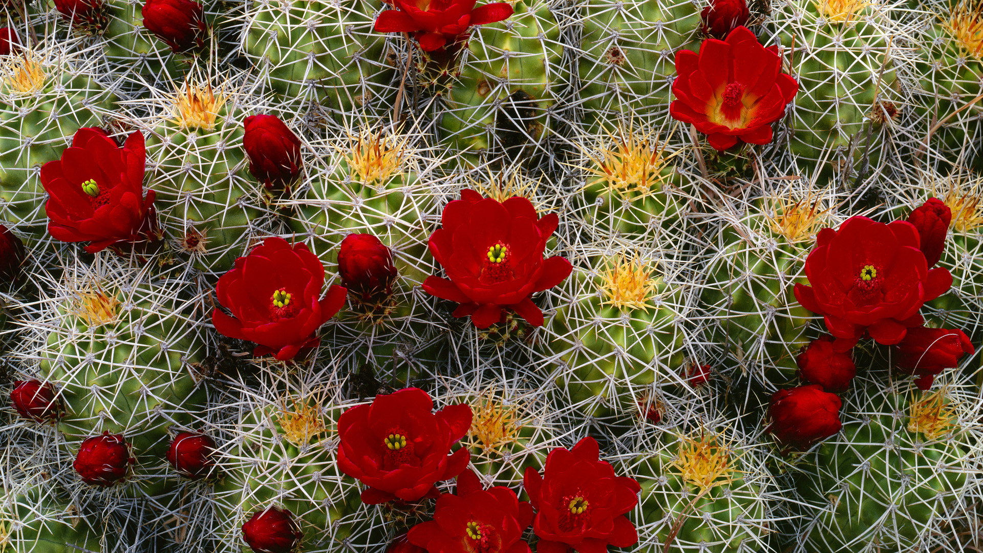 Cactus Desktop Wallpapers