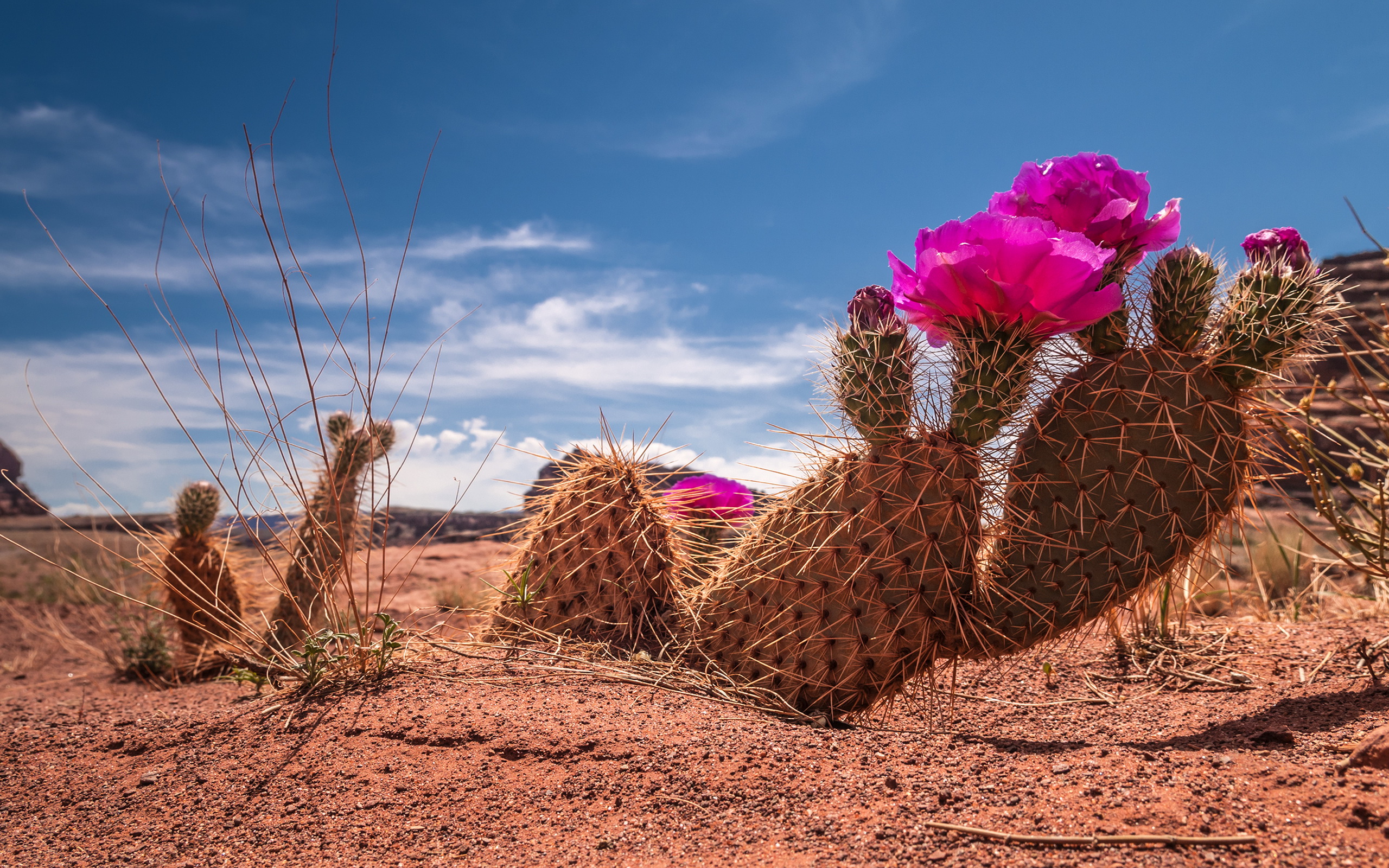 Cactus Desktop Wallpapers