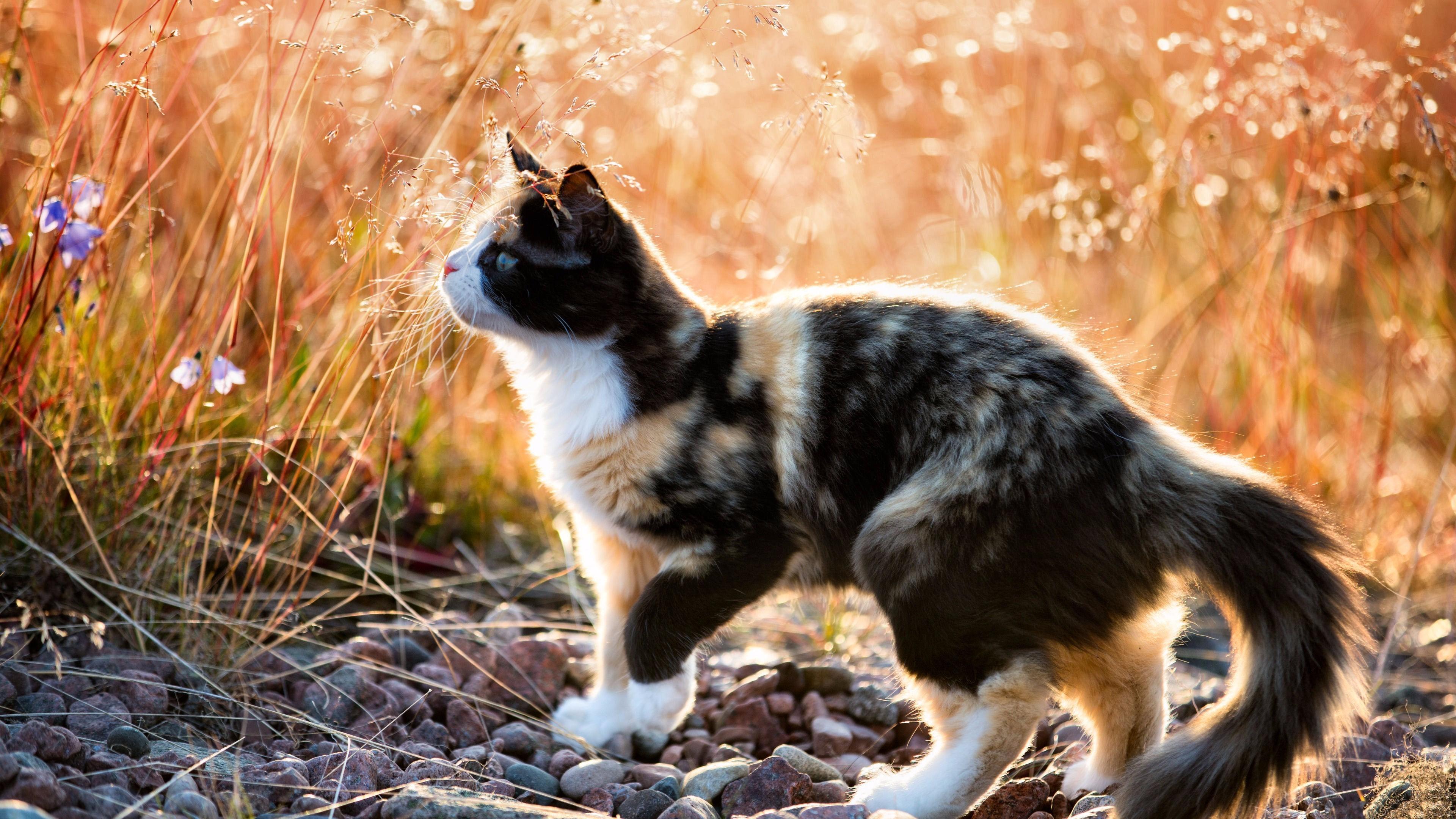 Calico Cat Wallpapers