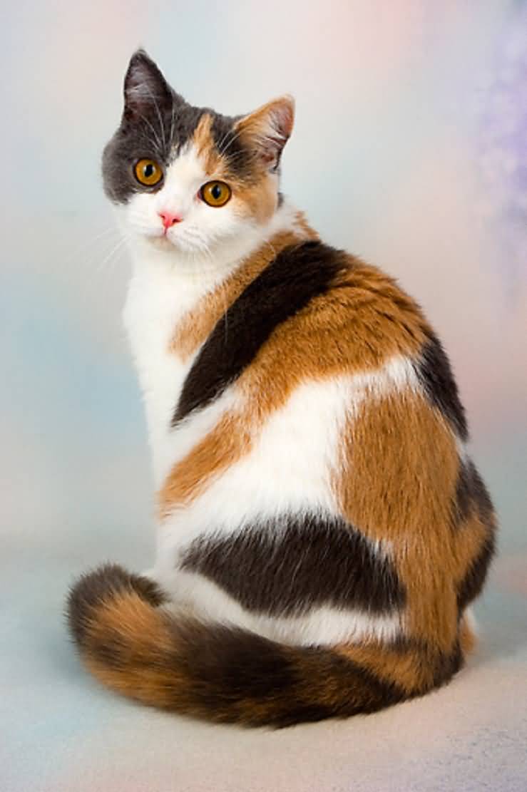 Calico Cat Wallpapers